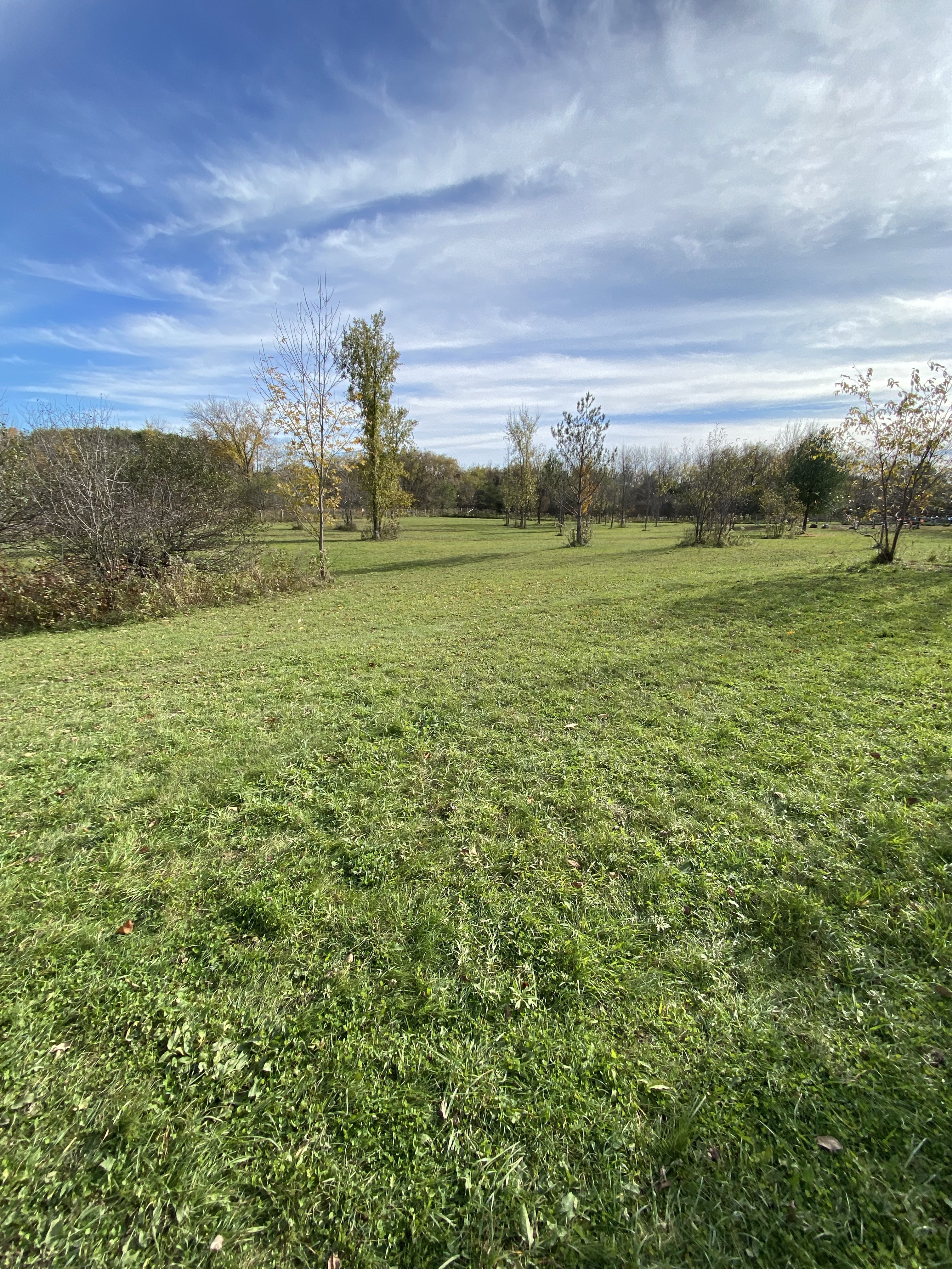 Port Perry Off Leash