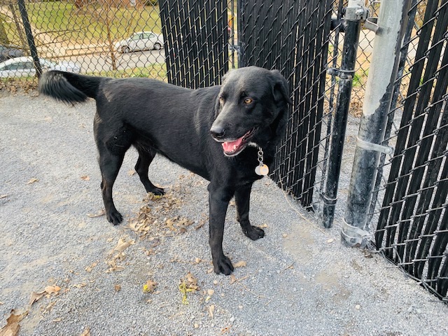 Newark Street Dog Park