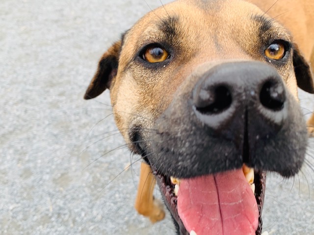 Newark Street Dog Park