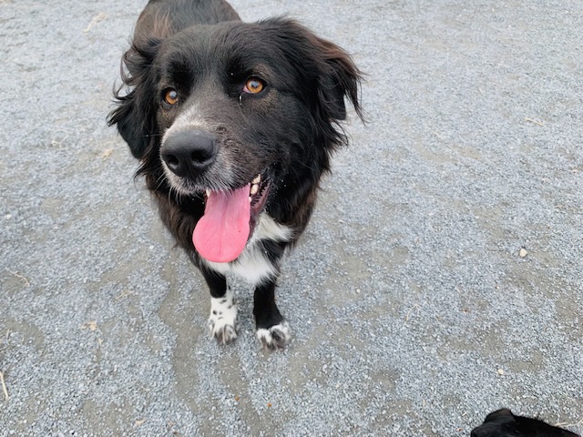 Newark Street Dog Park