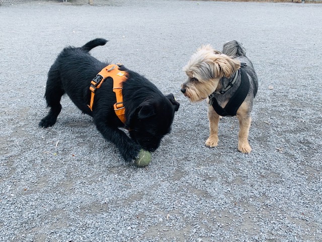 Newark Street Dog Park