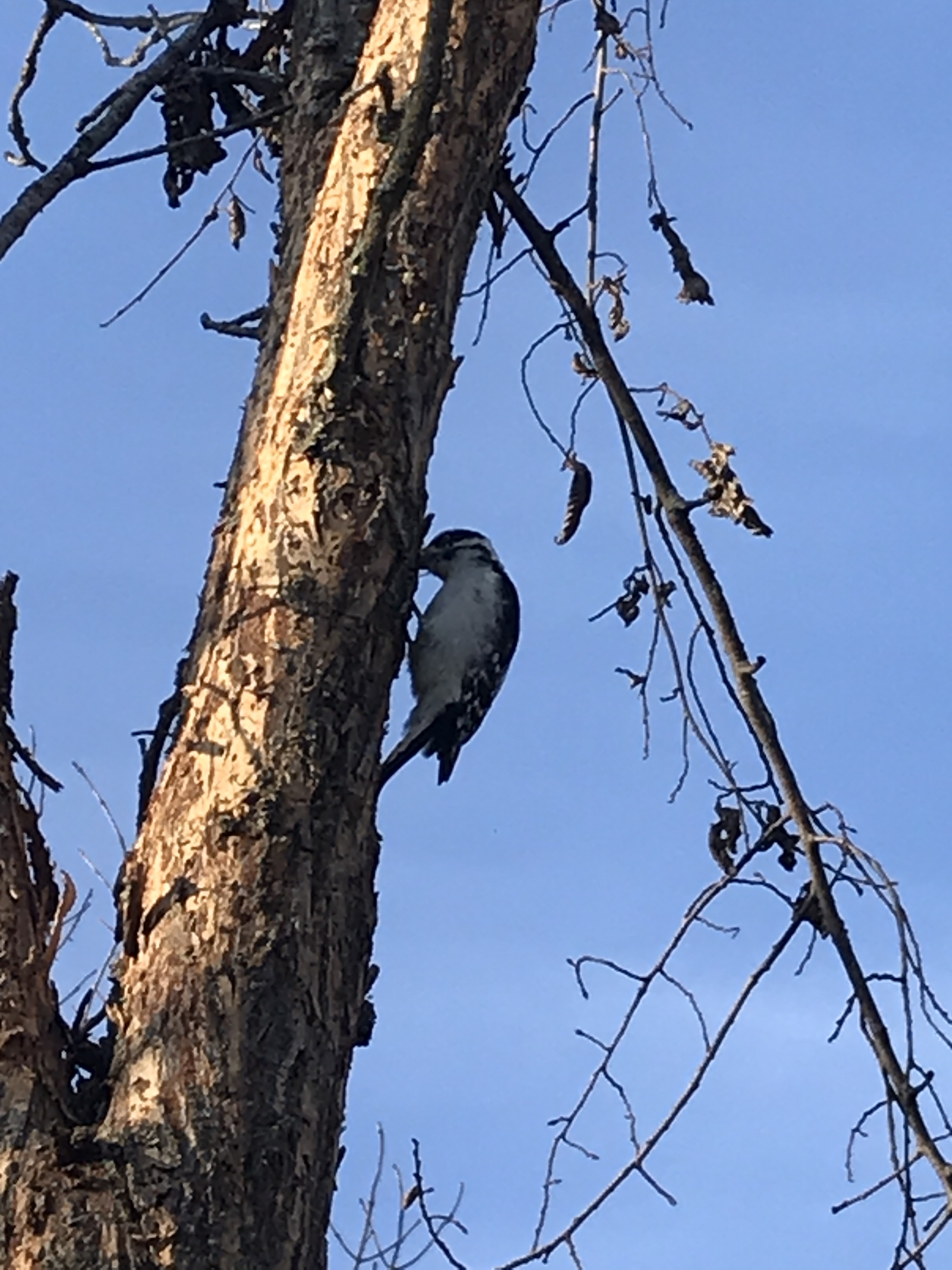 Port Perry Off Leash