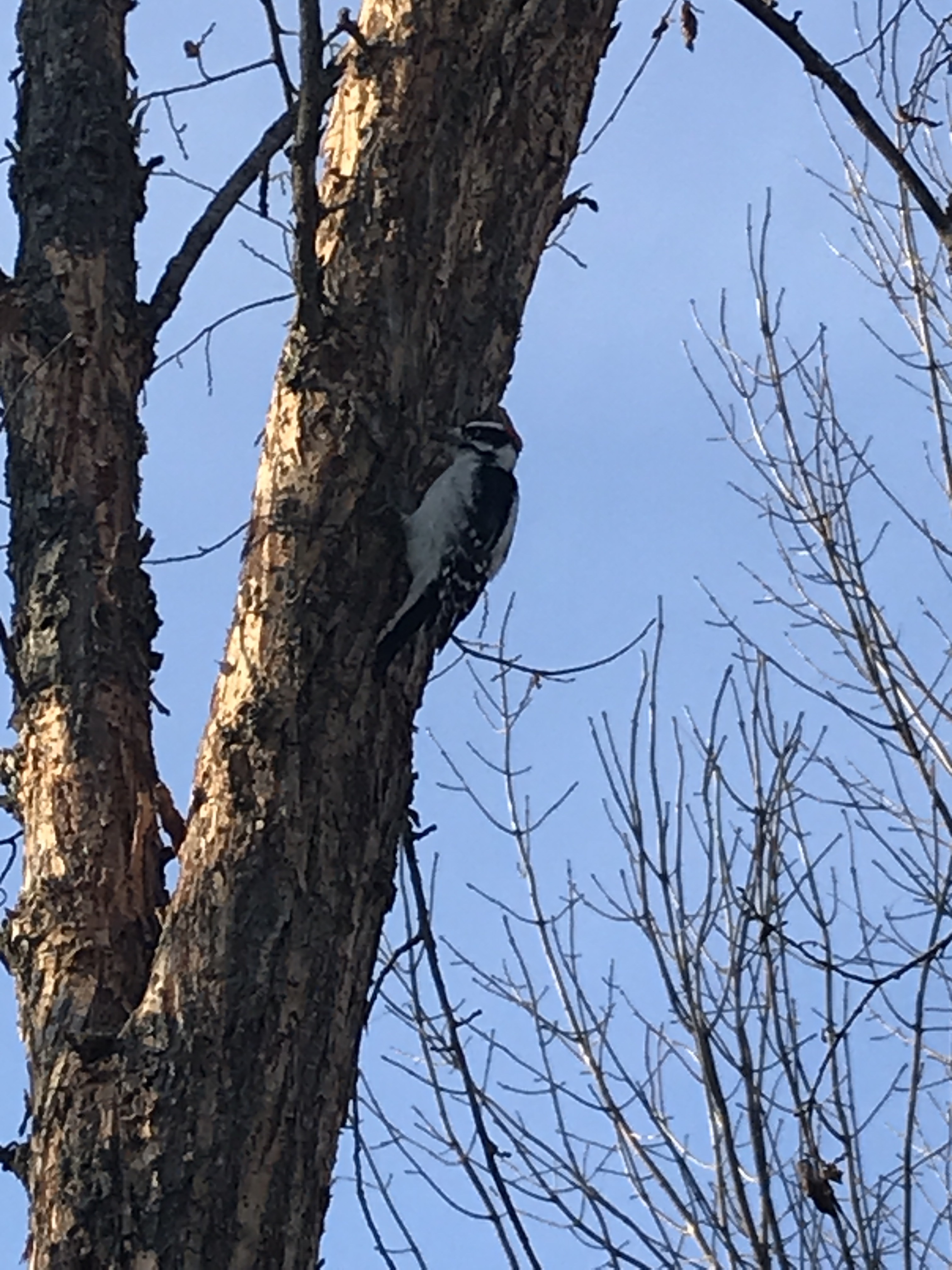 Port Perry Off Leash