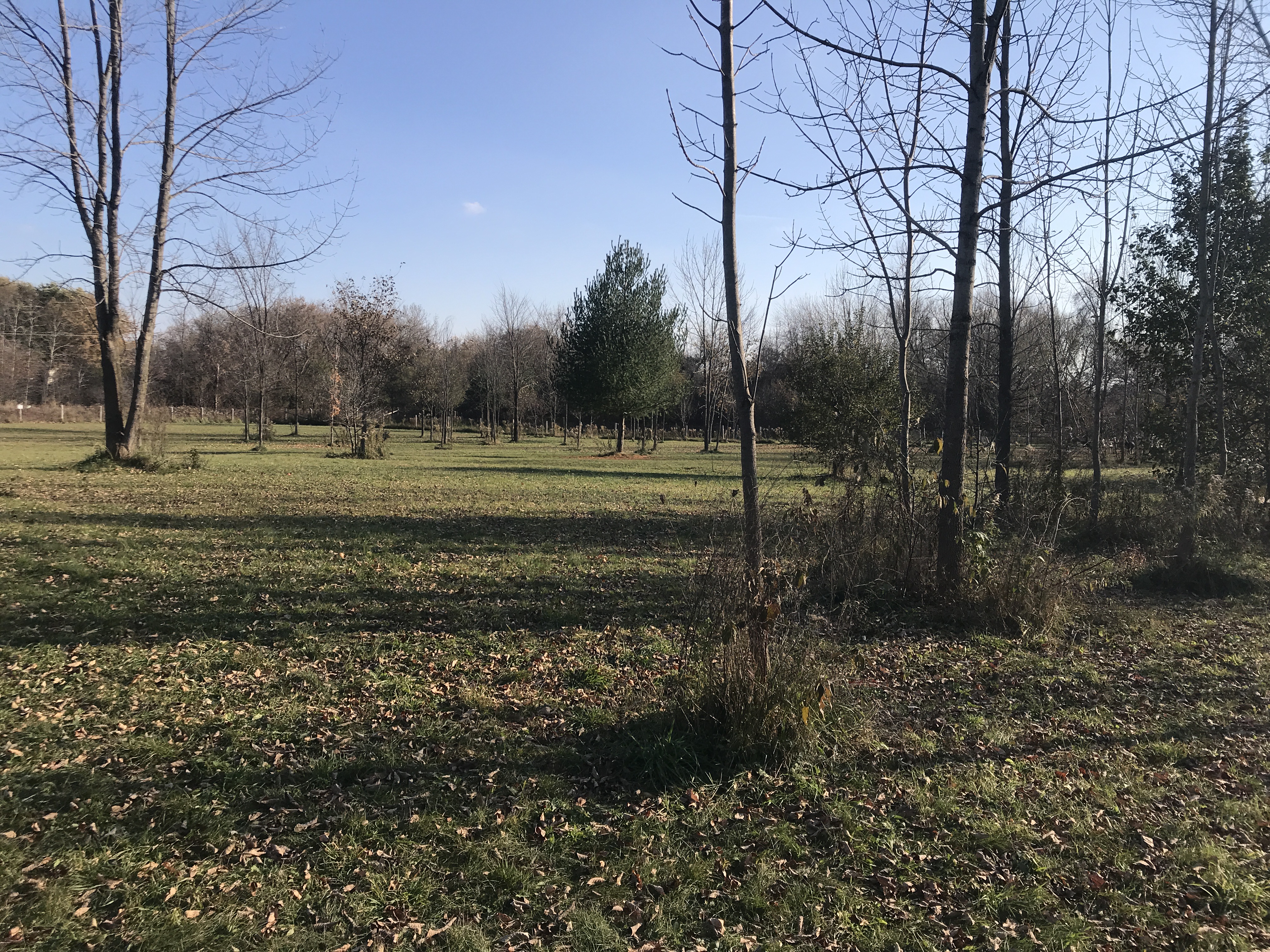 Port Perry Off Leash