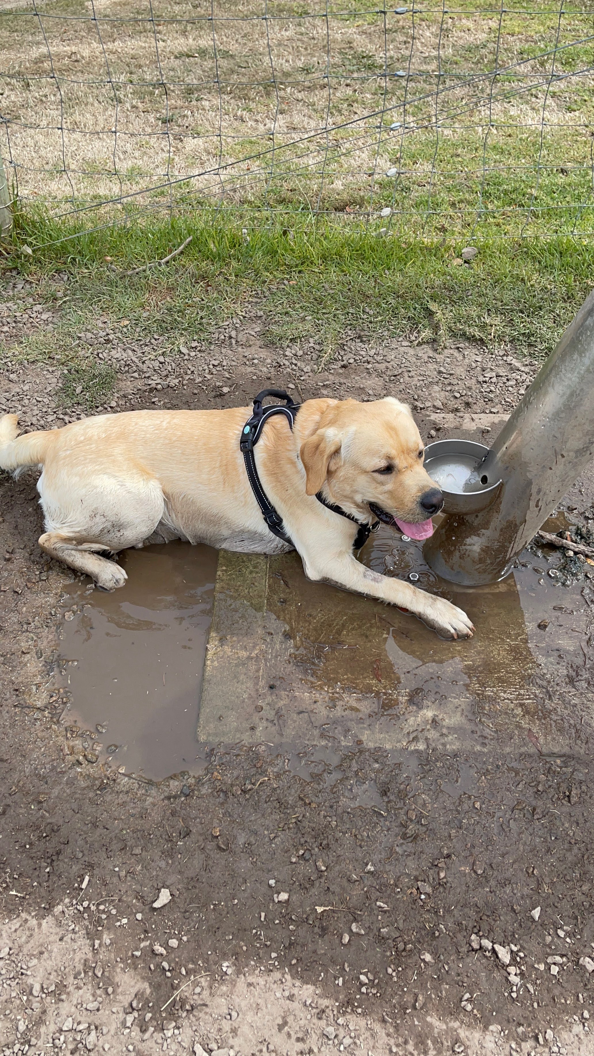 Mornington Civic Reserve Fenced Dog Park