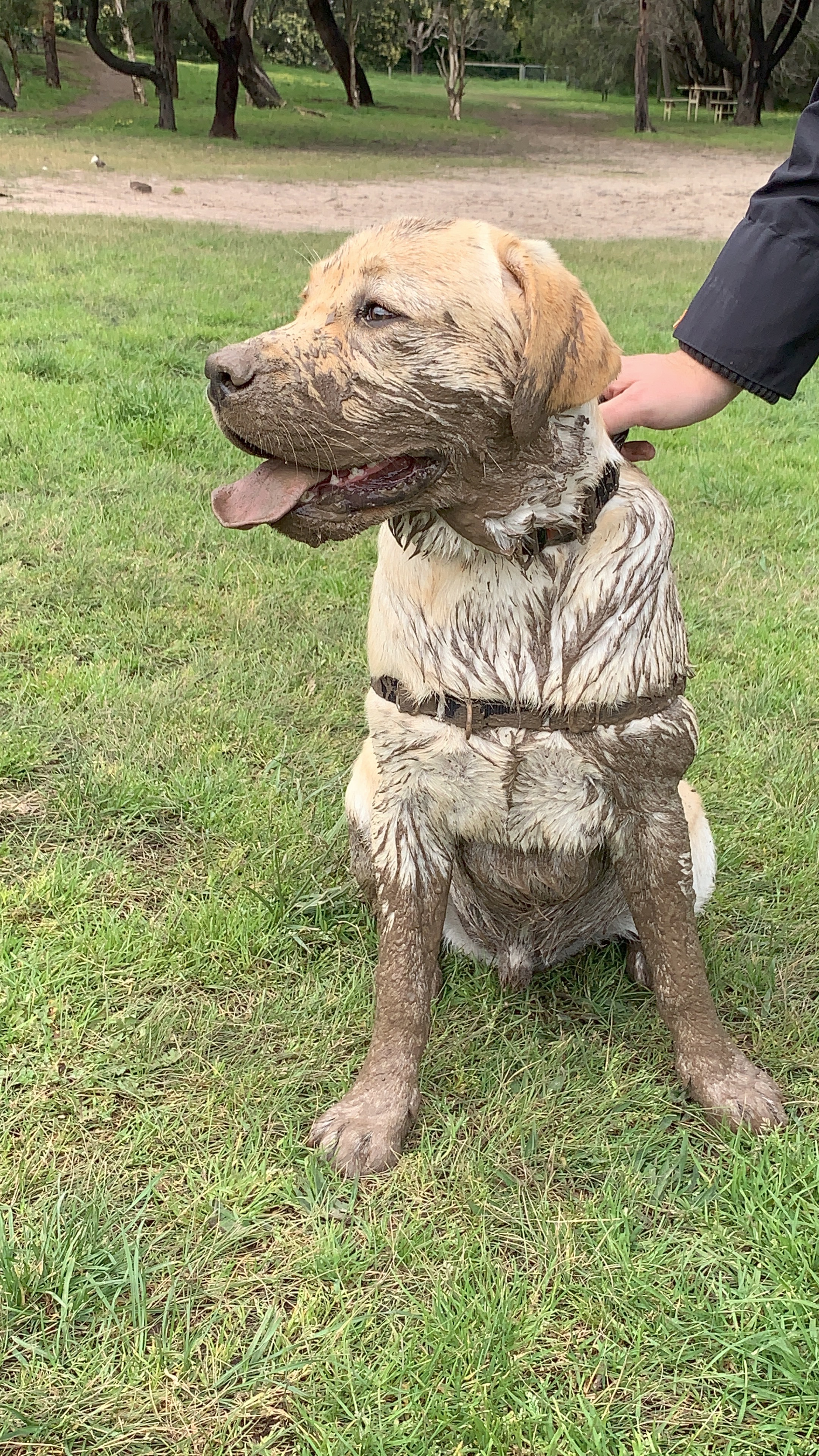 Mornington Civic Reserve Fenced Dog Park