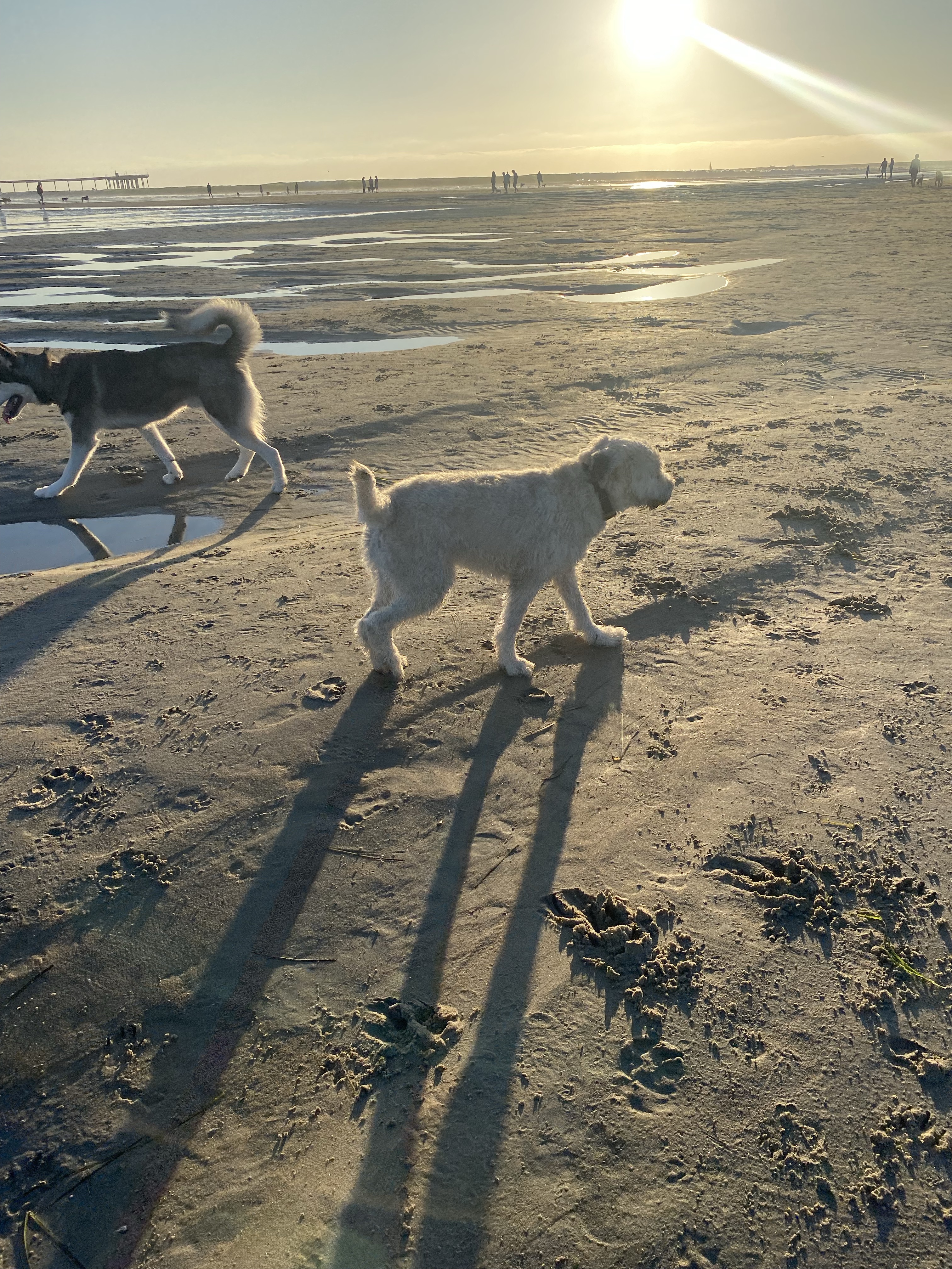 Dog Beach (Smiley Lagoon)