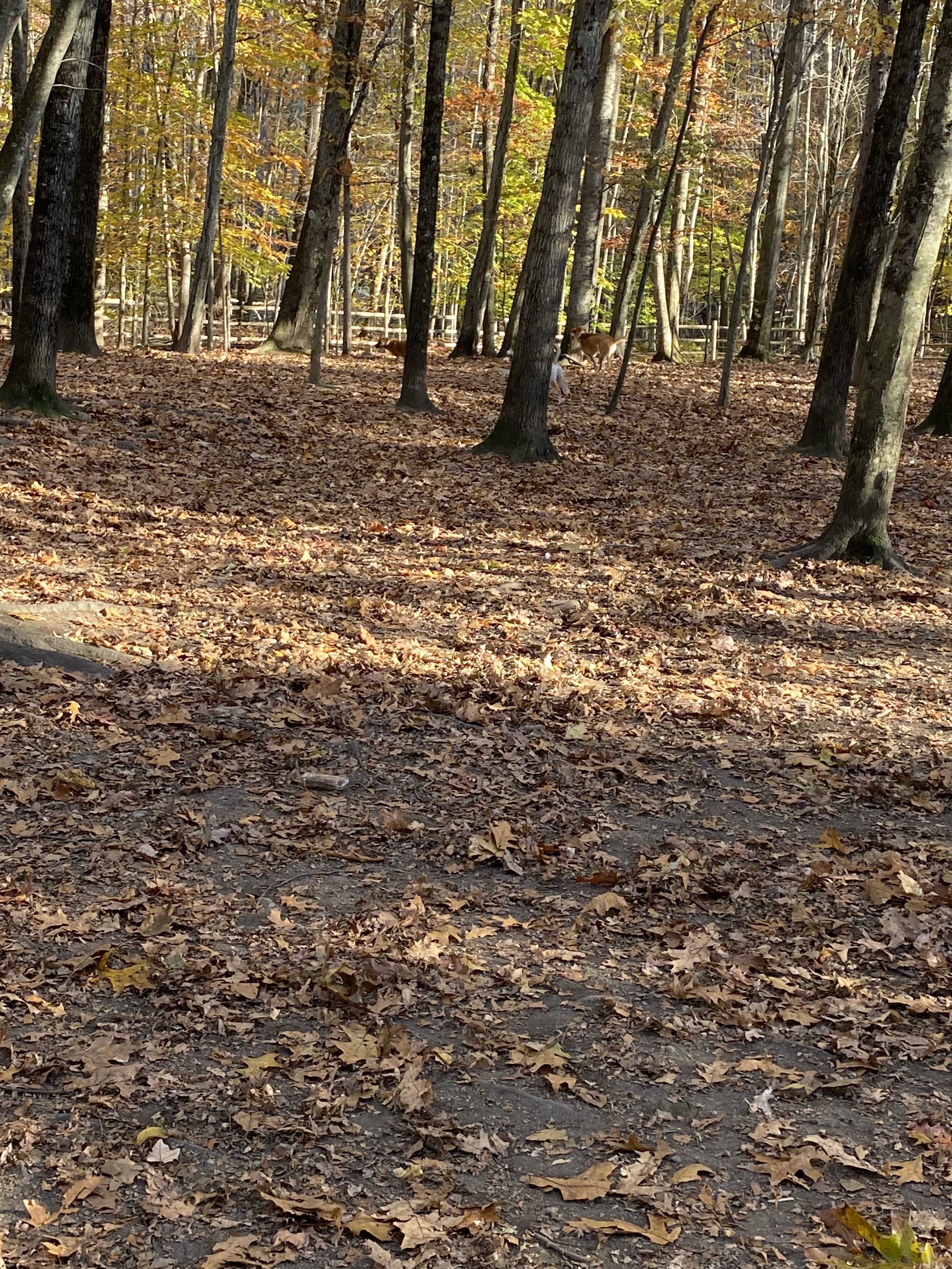 Yorktown Community Dog Park at Sylvan Glen Park Preserve
