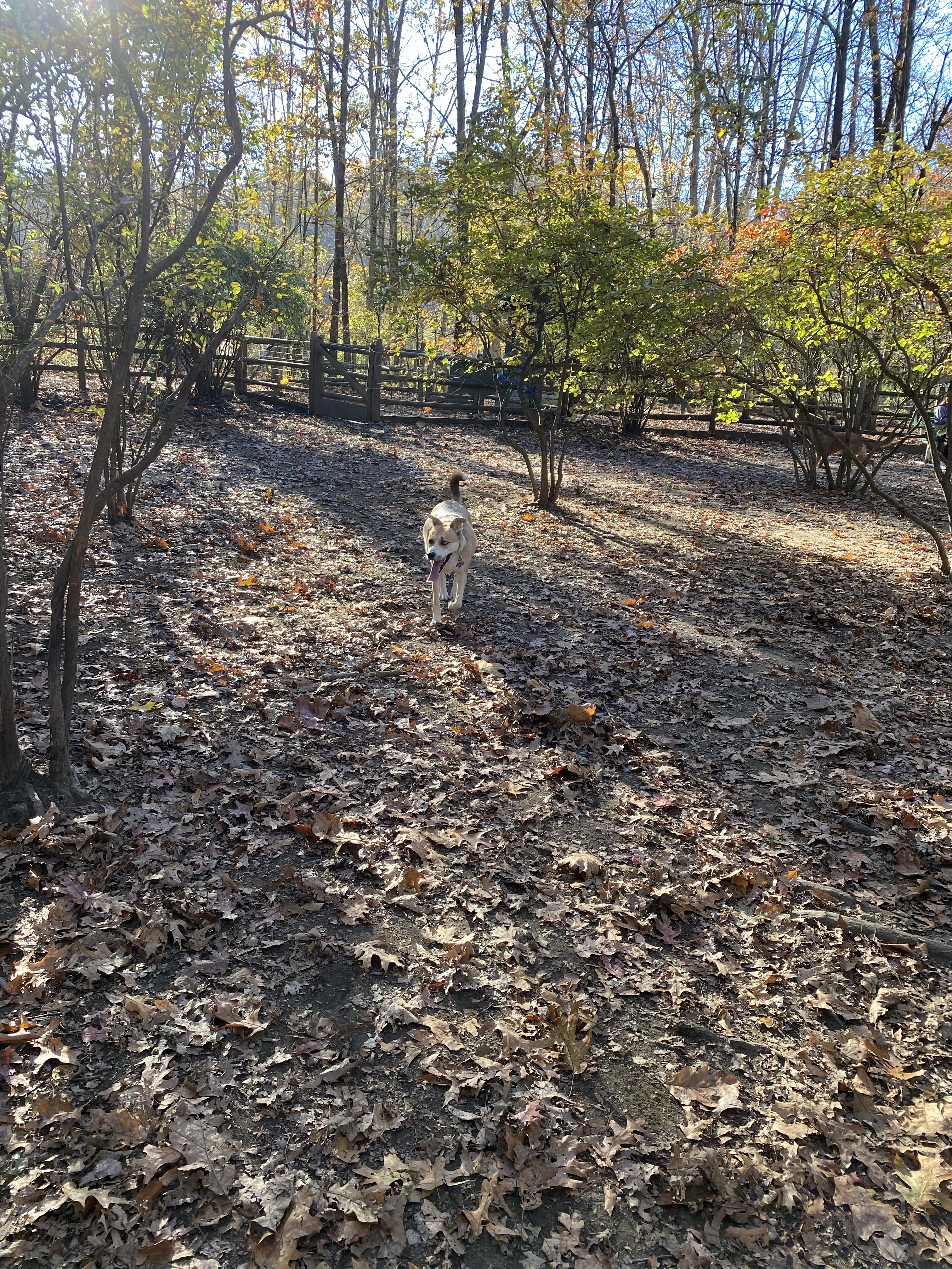 Yorktown Community Dog Park at Sylvan Glen Park Preserve