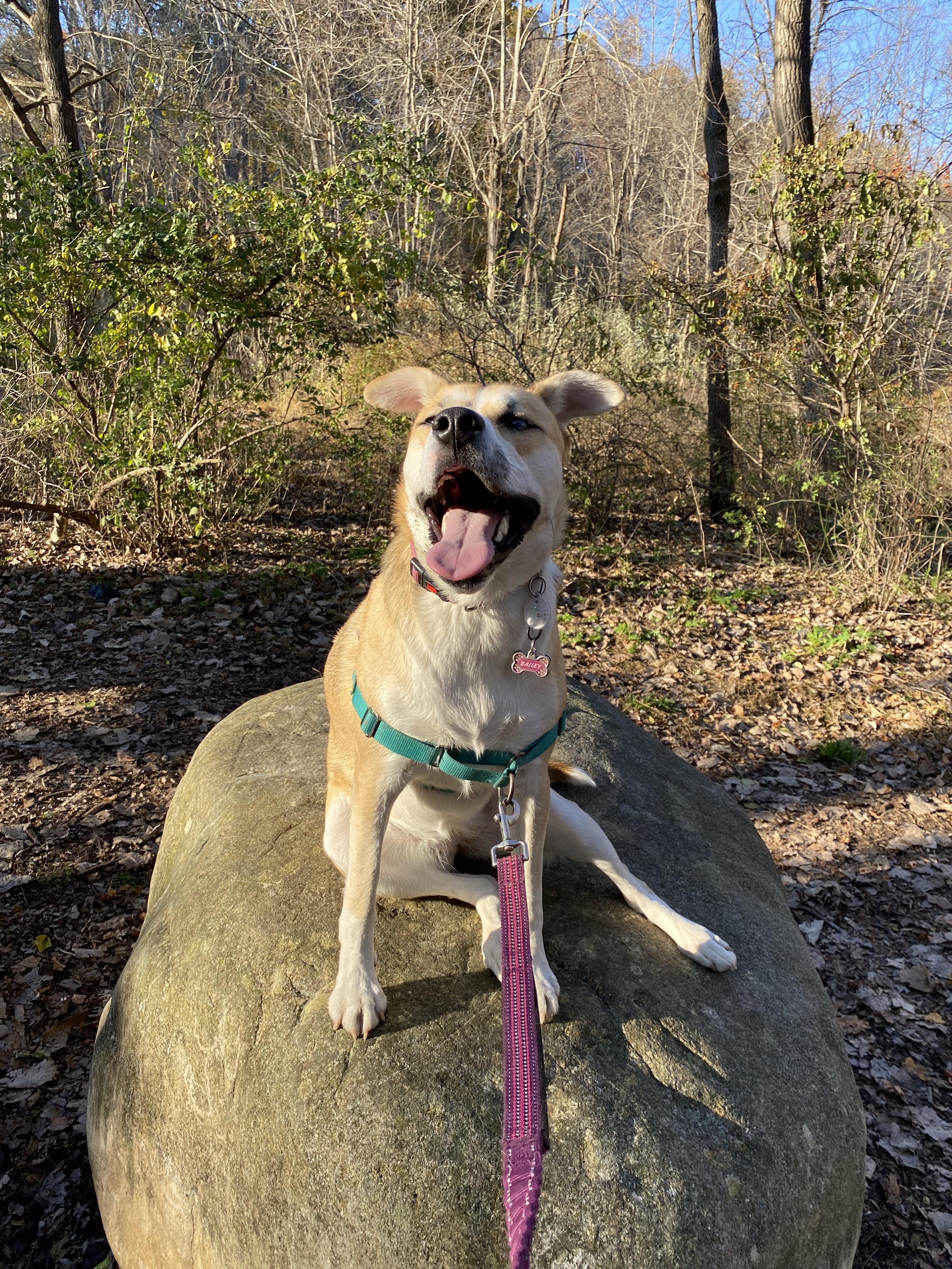 Yorktown Community Dog Park at Sylvan Glen Park Preserve
