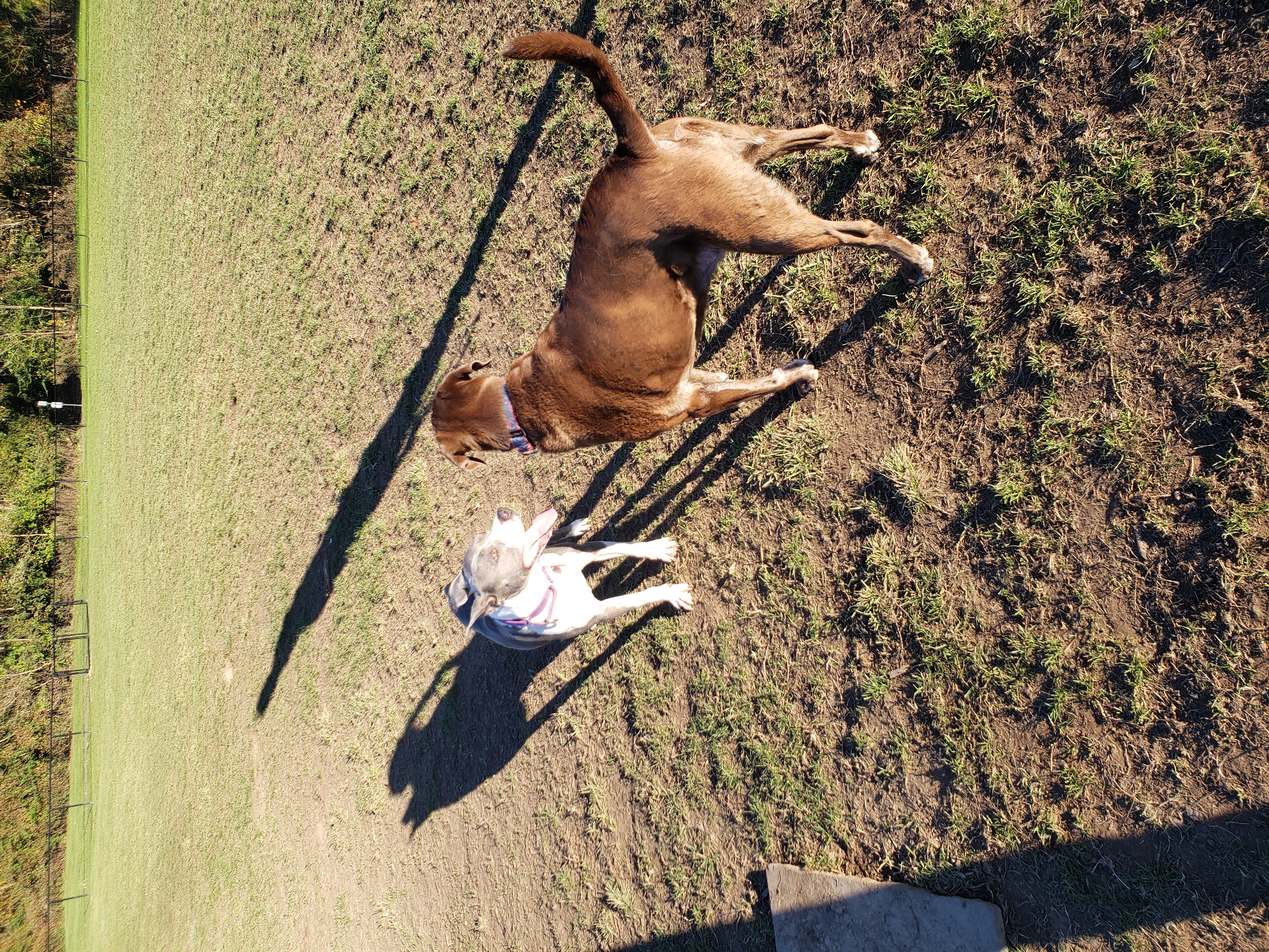 Shepard Kollock Dog Park
