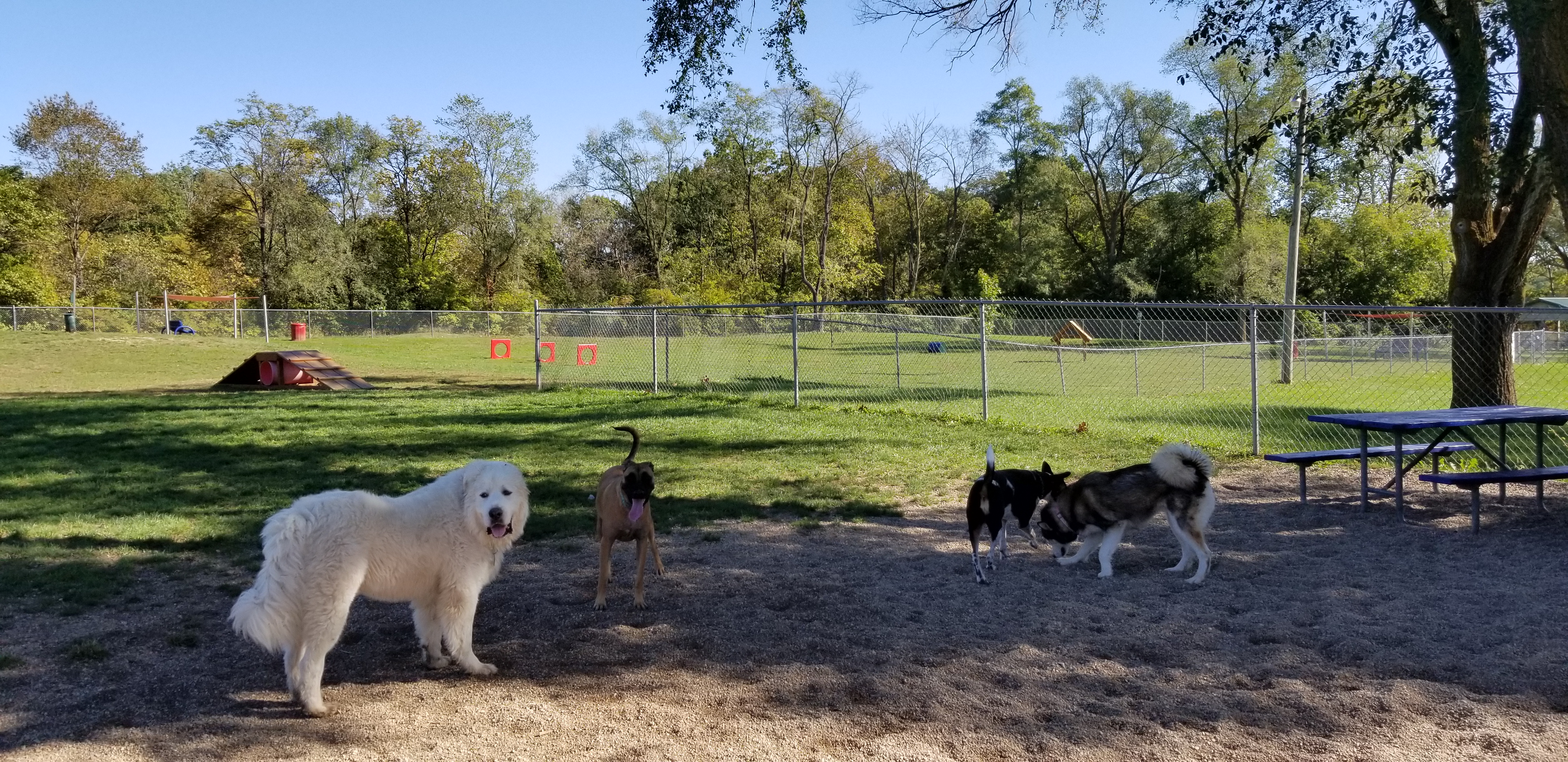 Hills Bark Park