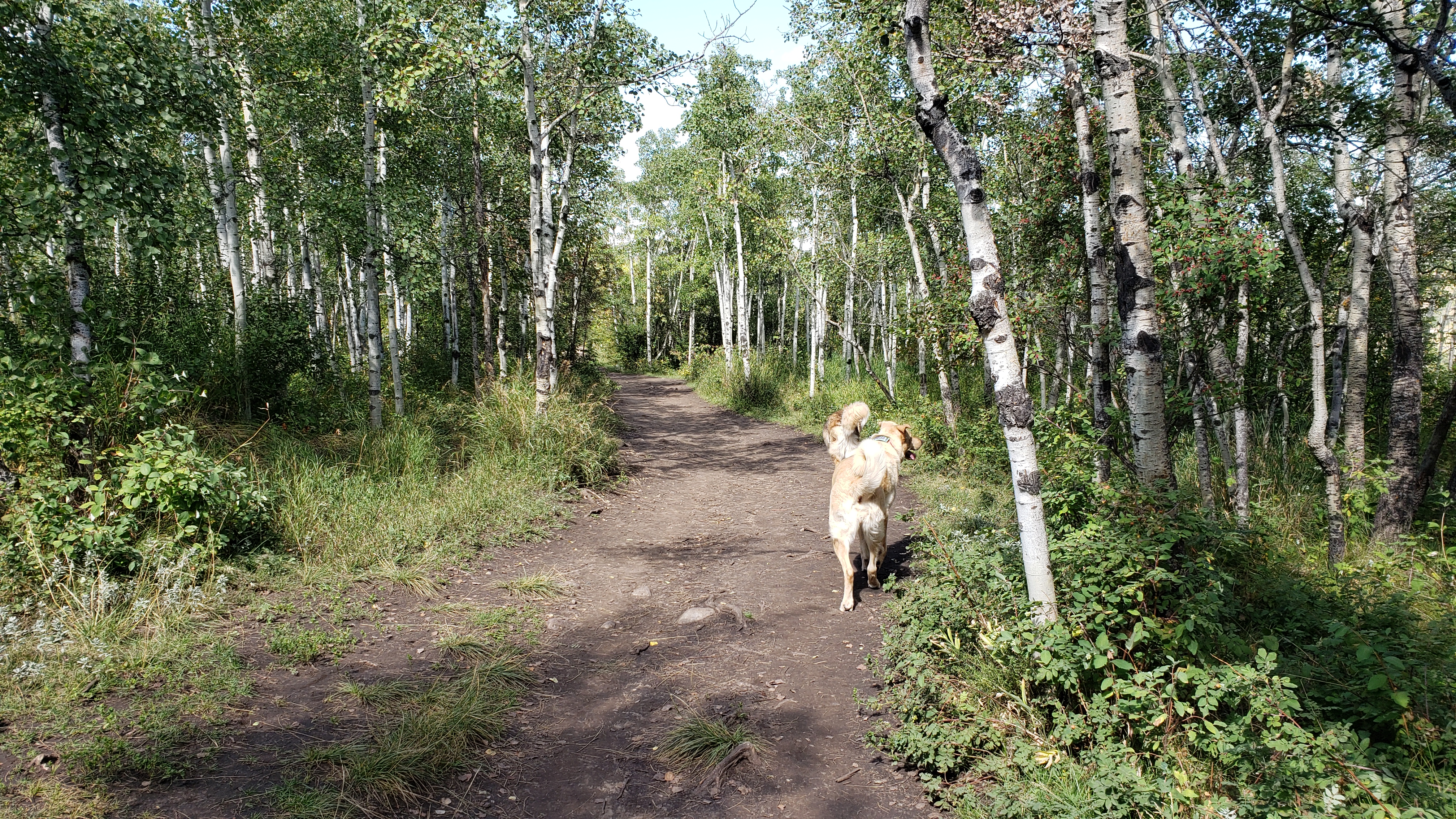 Edworthy Off Leash Park