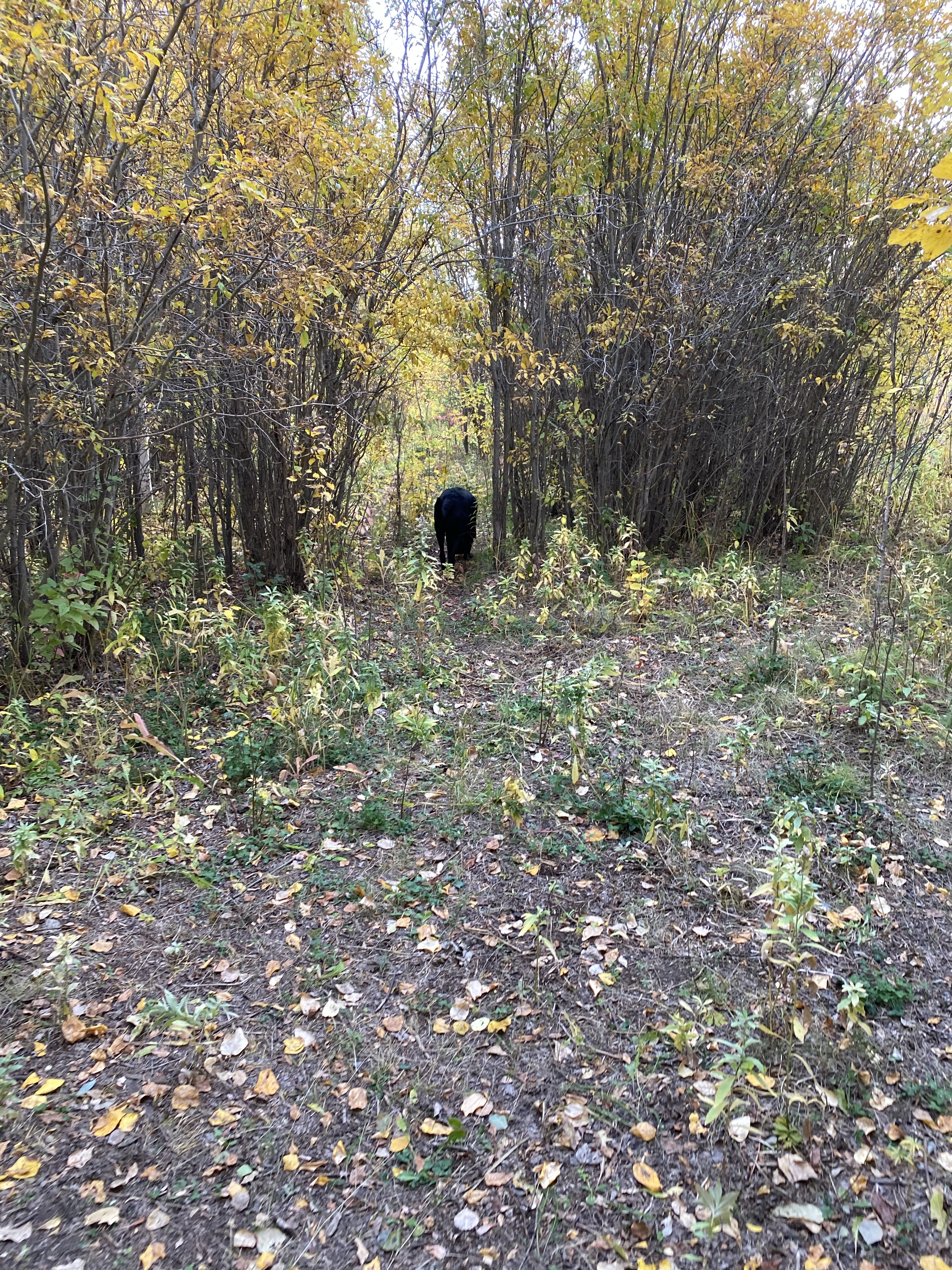 Umbach Off-leash Dog Park