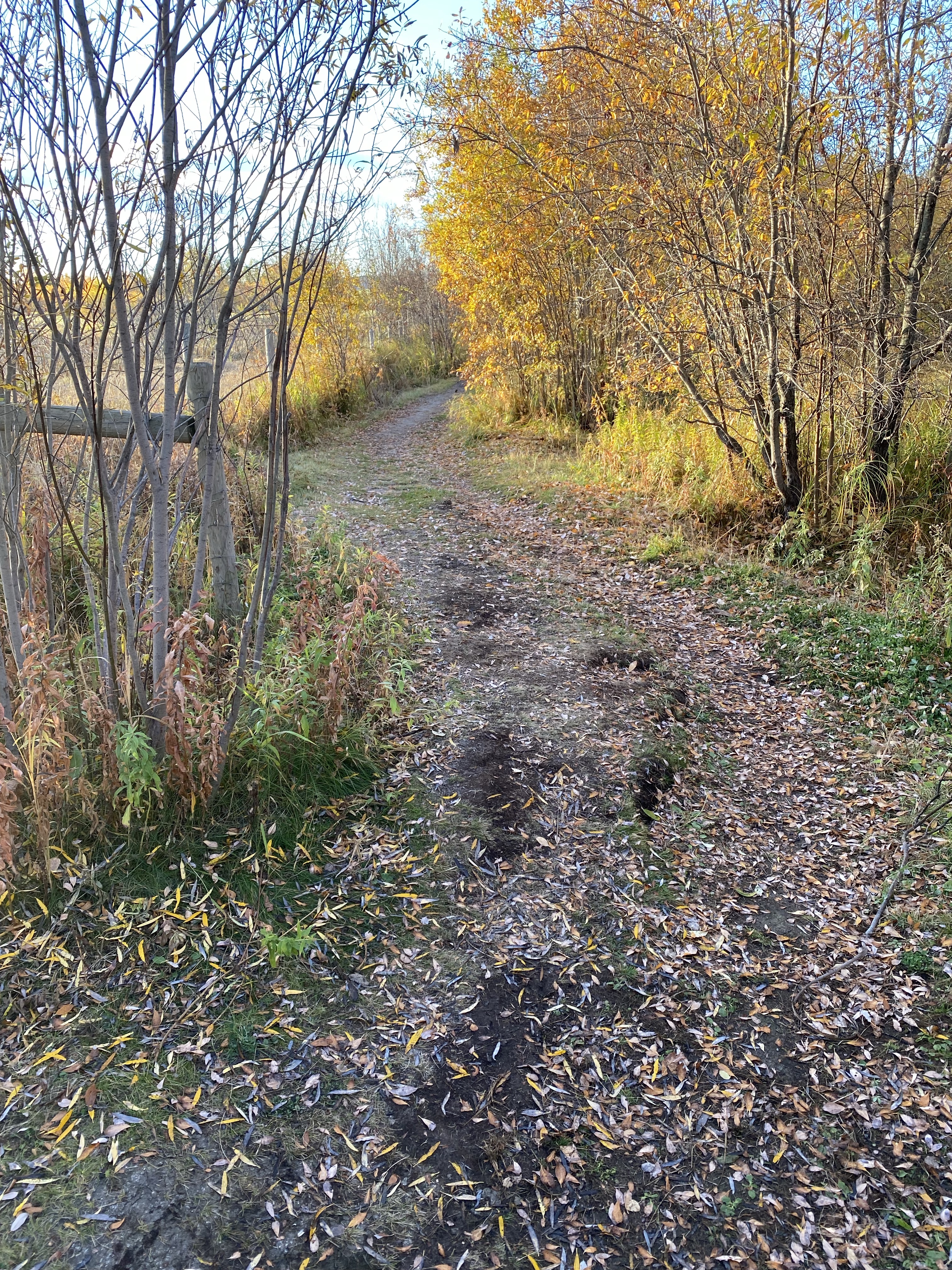 Umbach Off-leash Dog Park