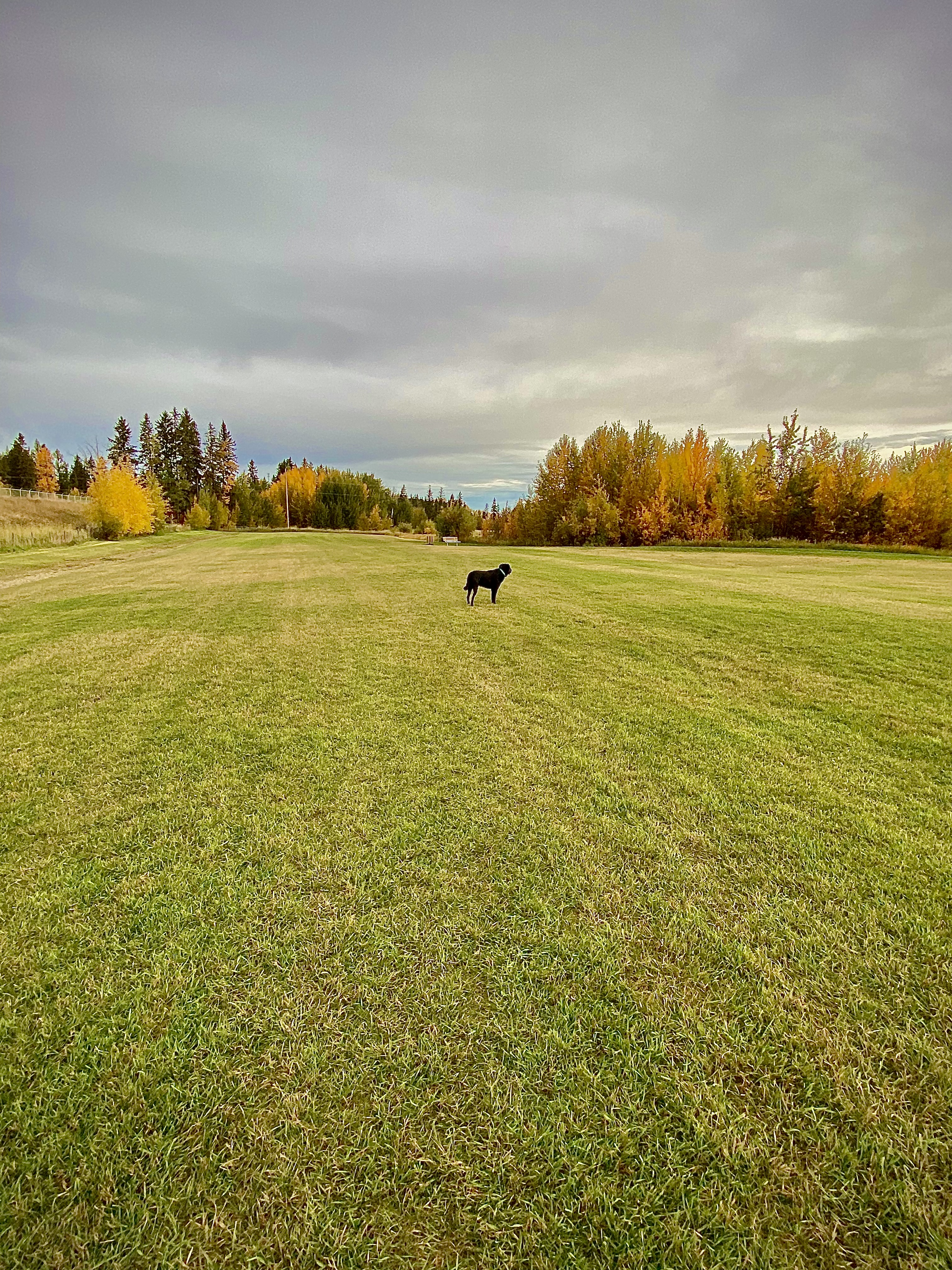 Umbach Off-leash Dog Park