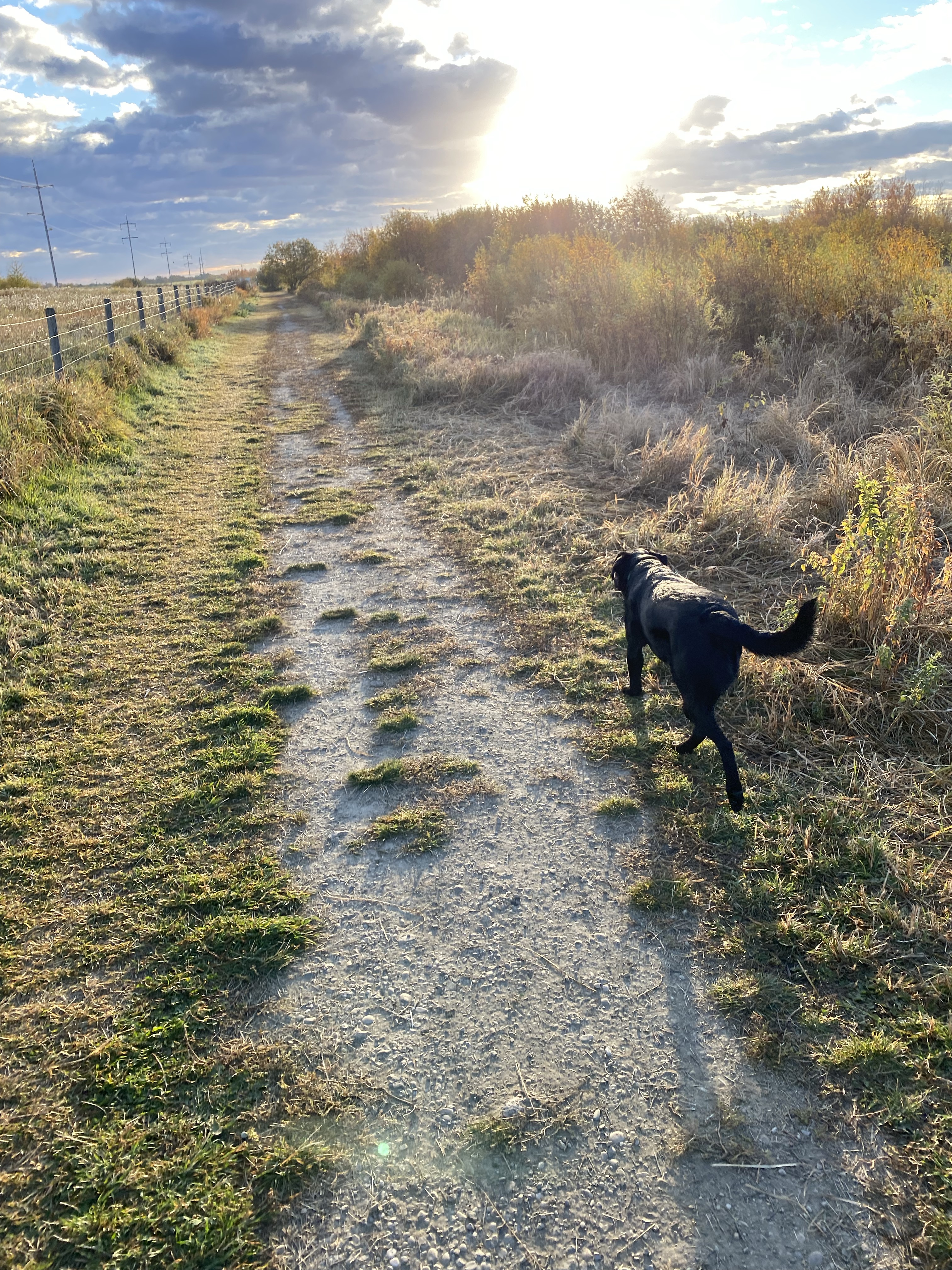 Umbach Off-leash Dog Park