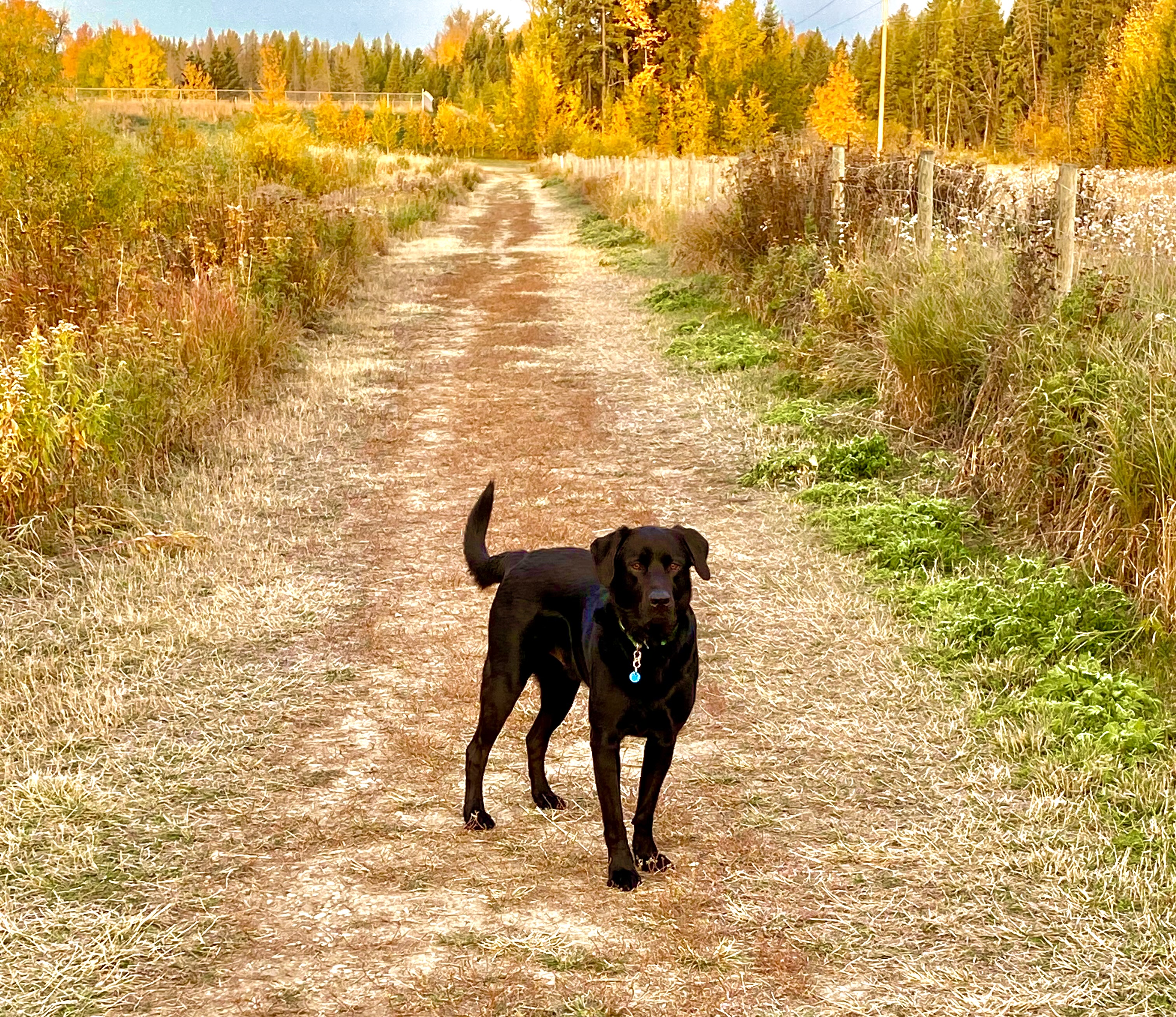 Umbach Off-leash Dog Park
