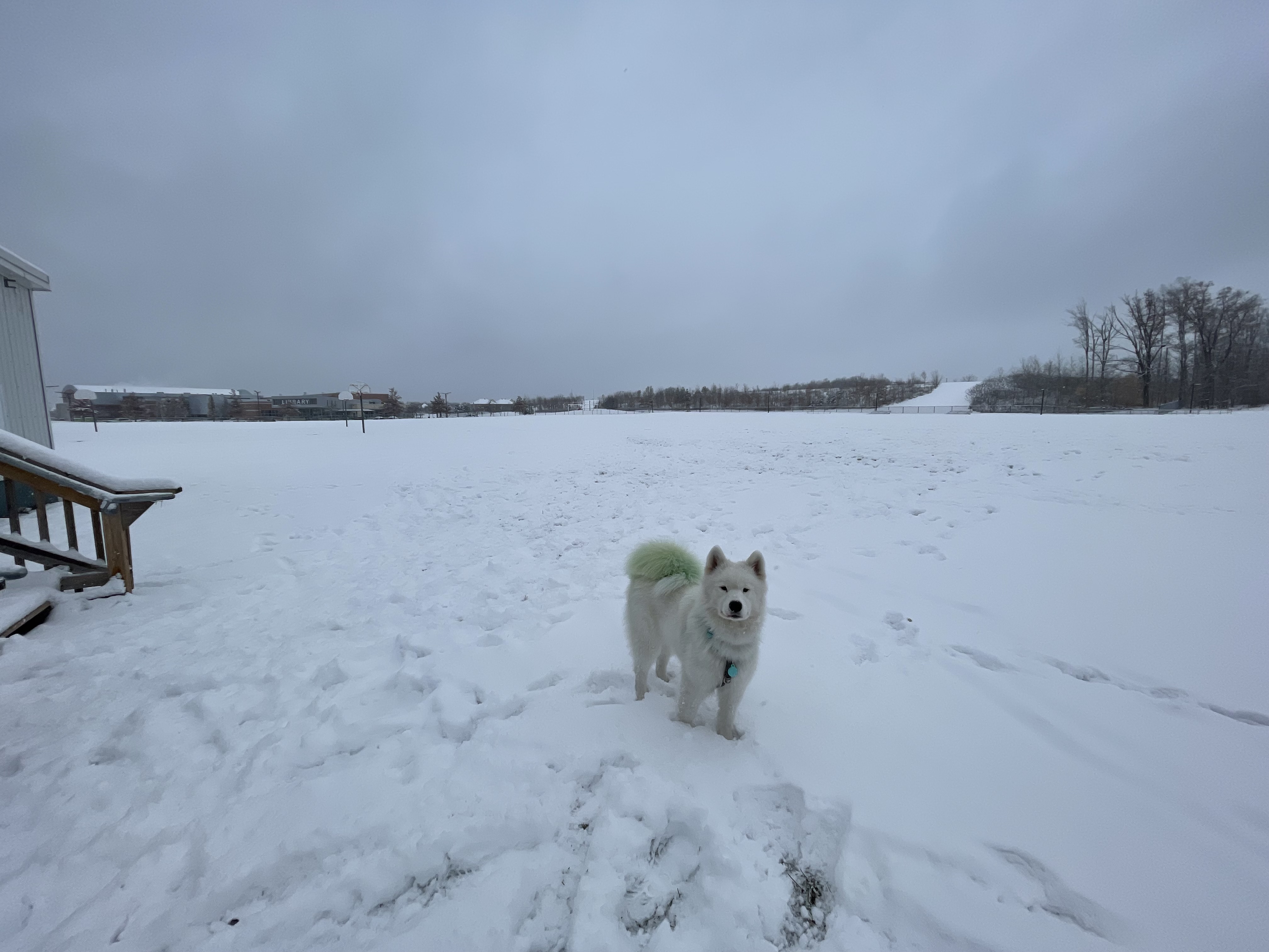 Stephen Lewis Secondary School