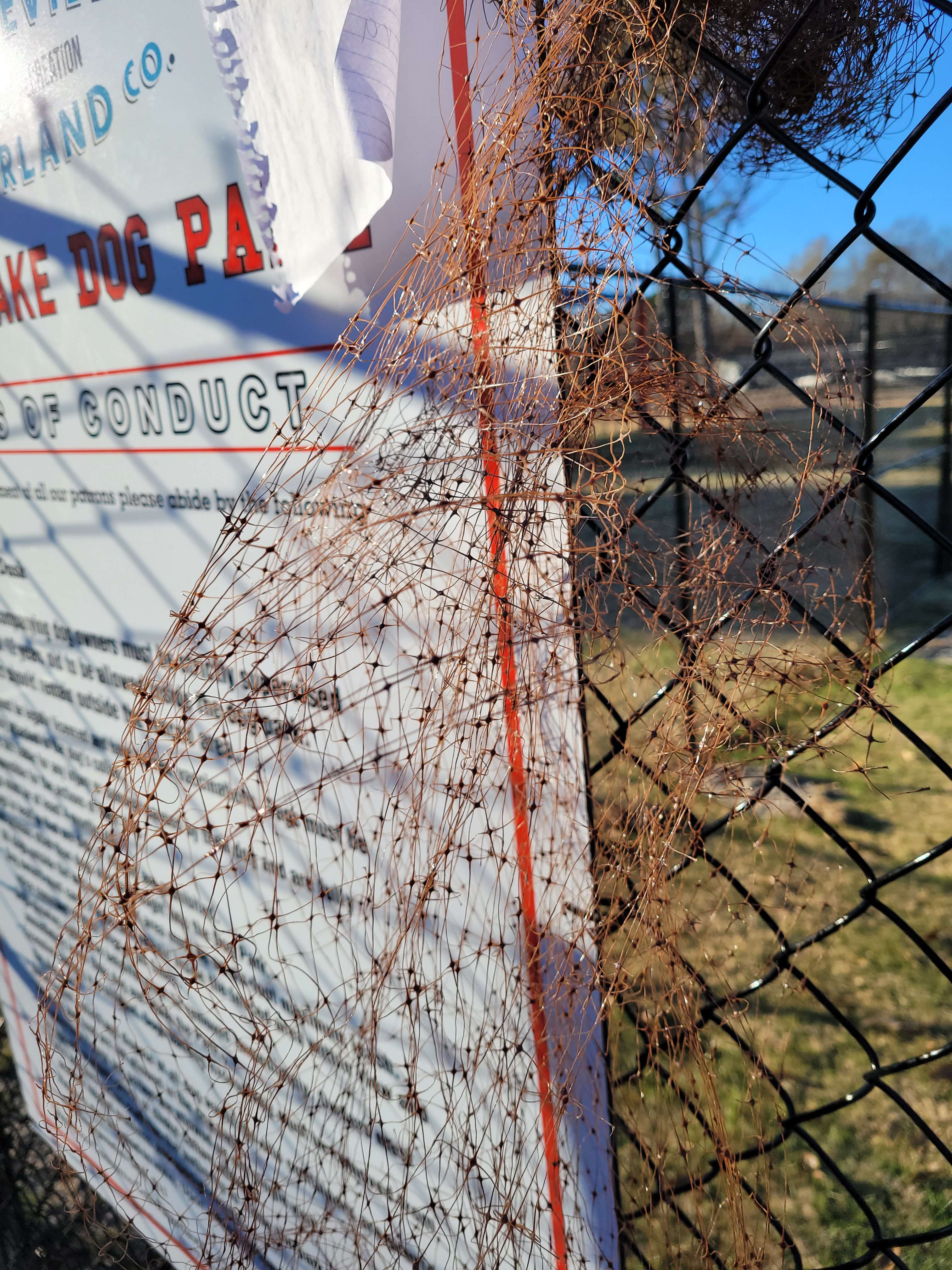 Bailey Lake Dog Park