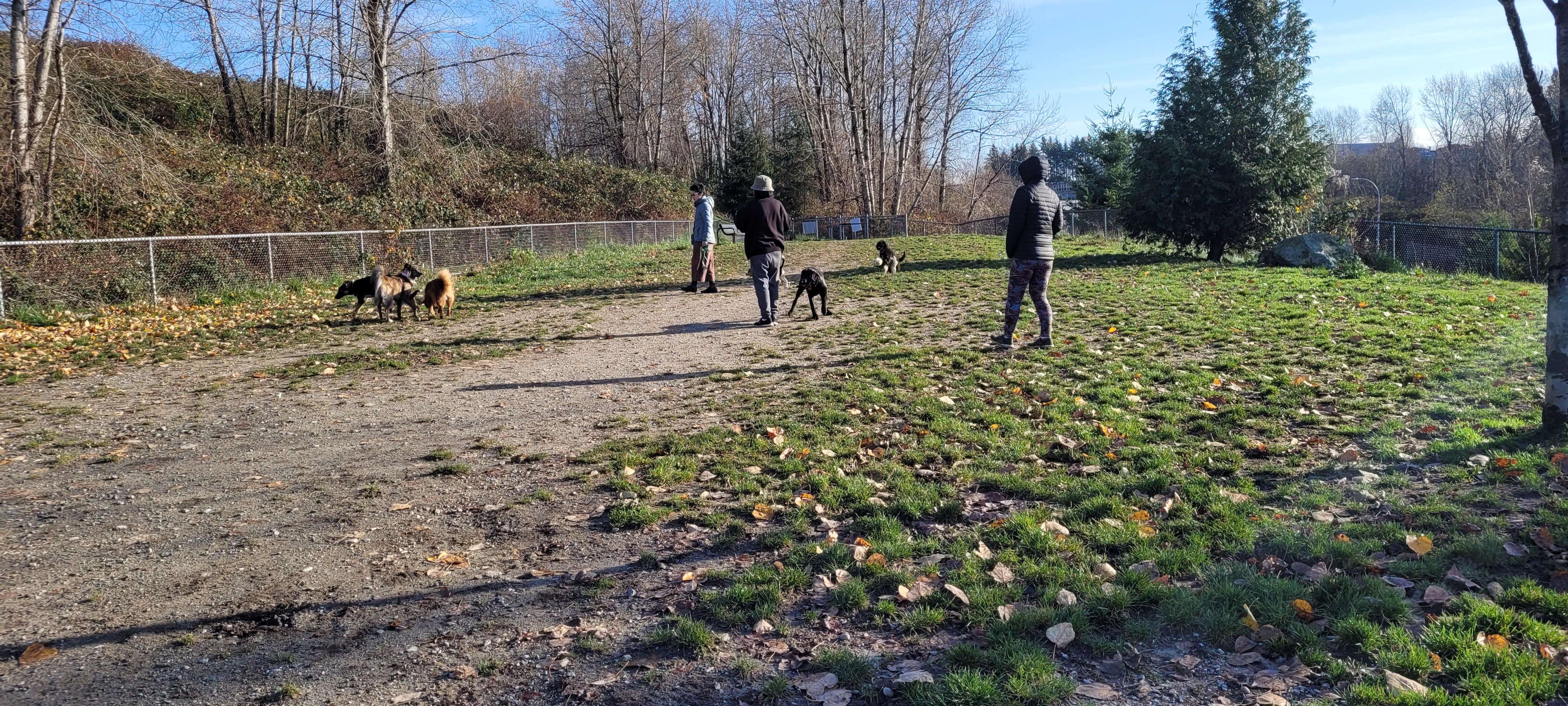 Taylor Park- Off-Leash Dog Park