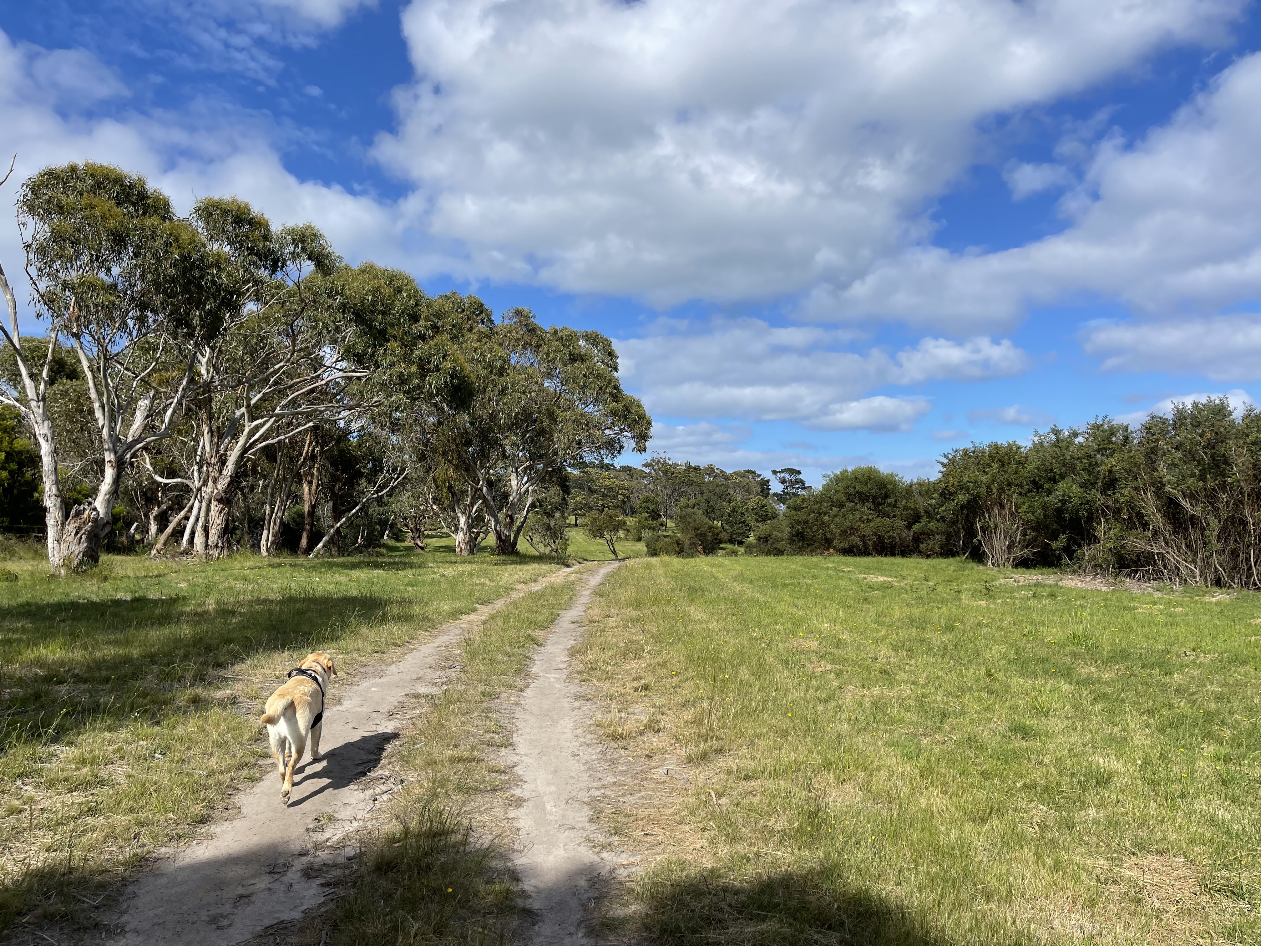 Mount Martha Scrubland