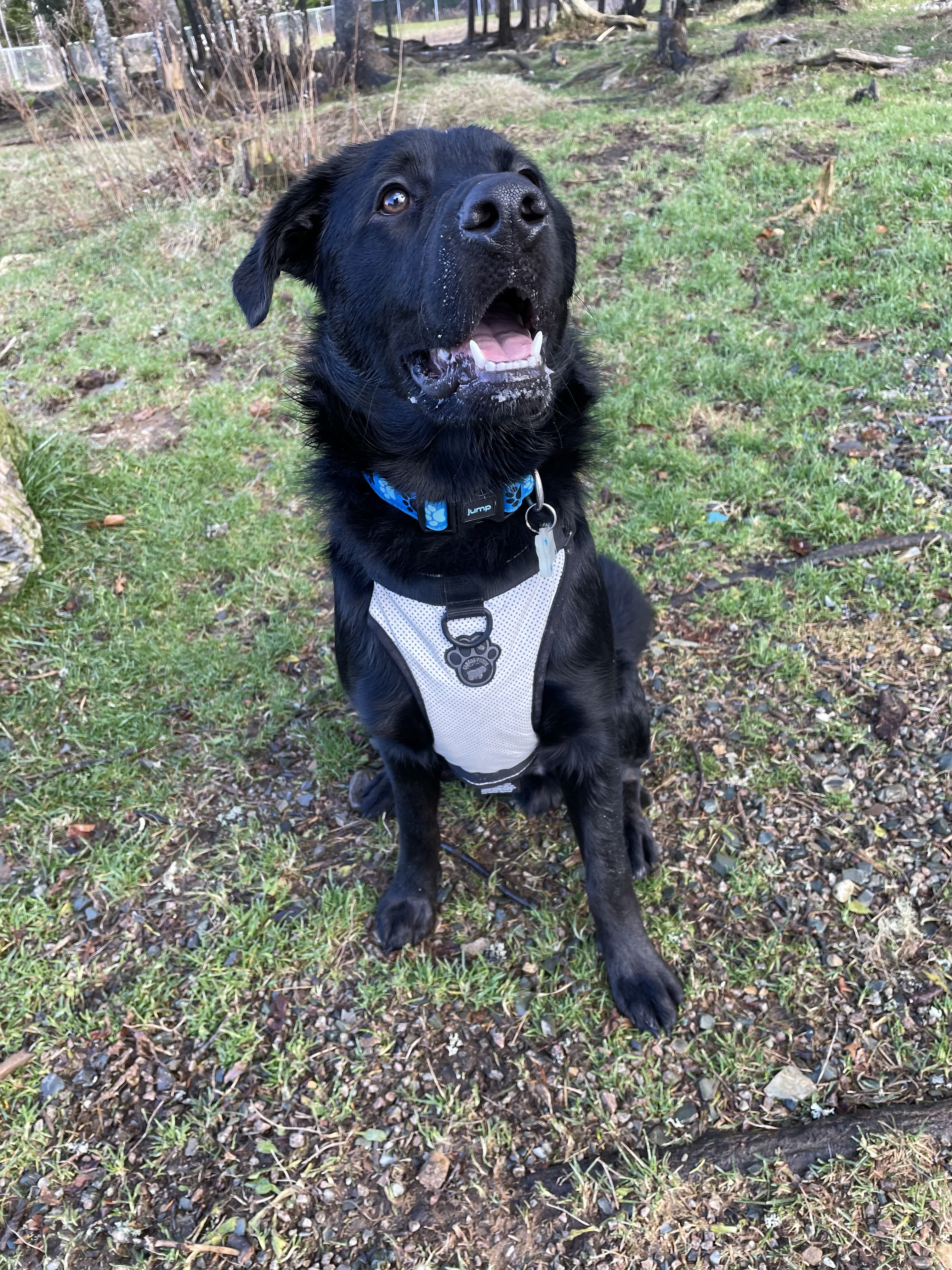 Mount Pearl Dog Park