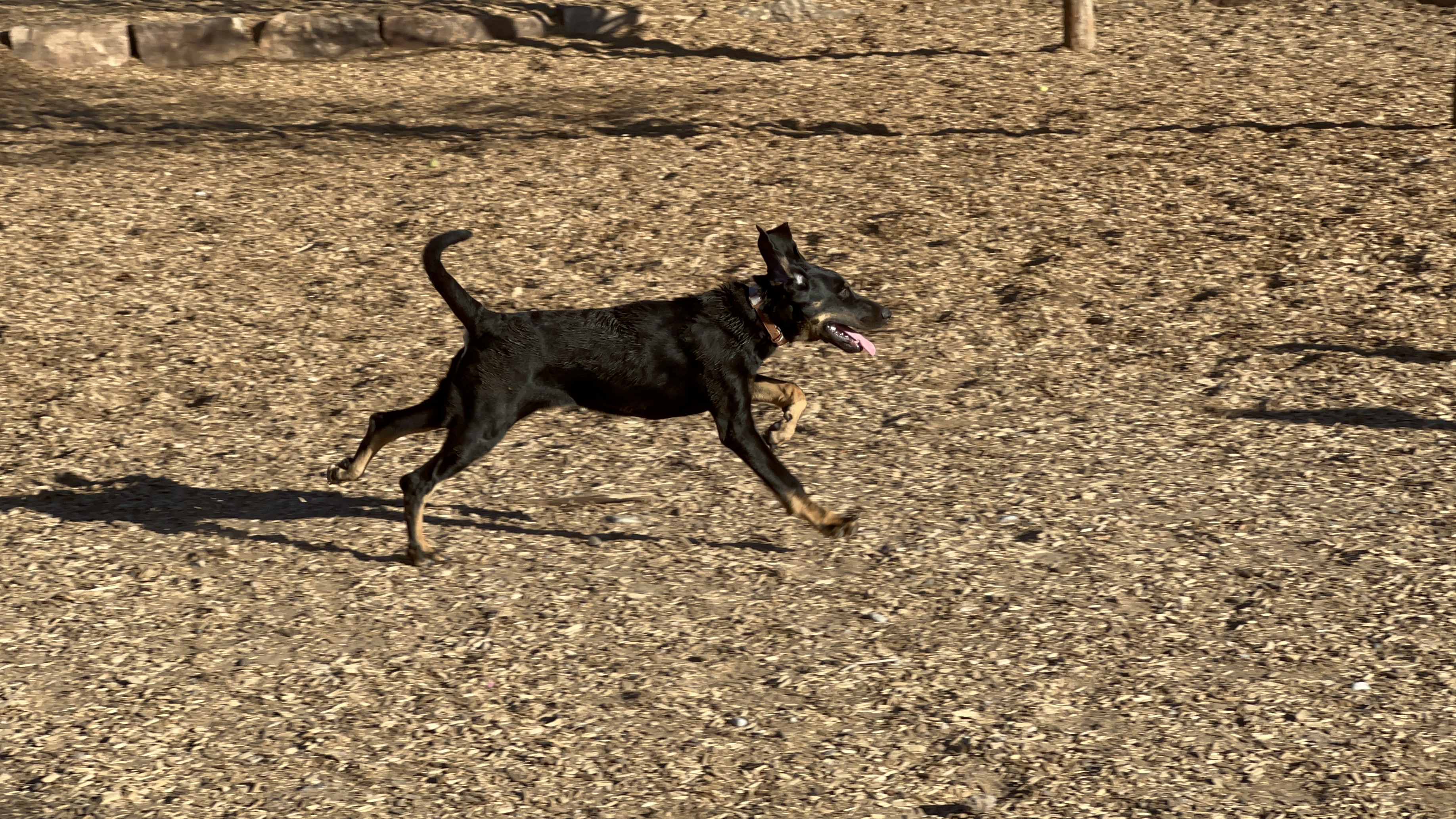 North Domingo Baca Dog Park