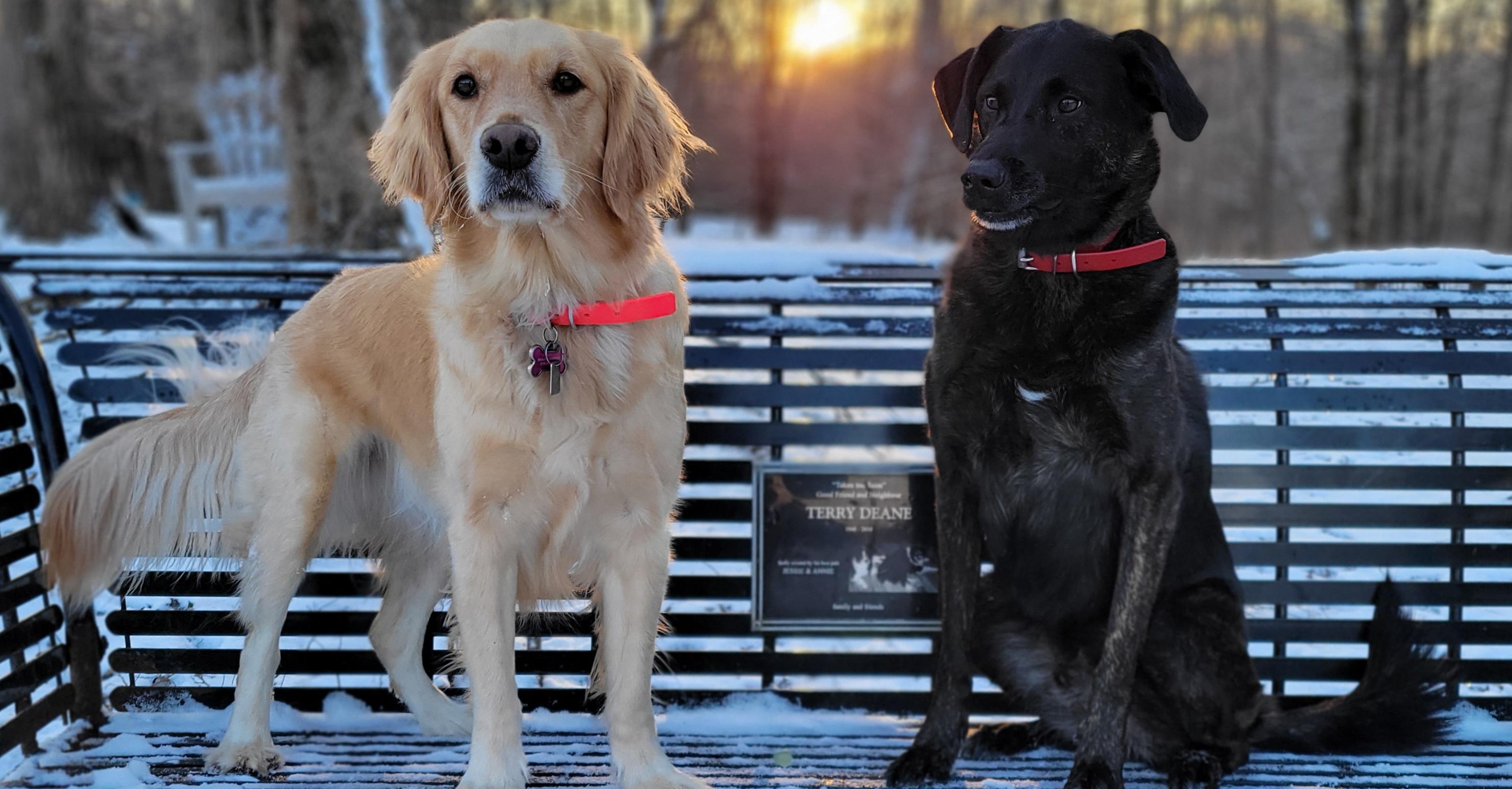 Stoney Creek Off-Leash Dog Park