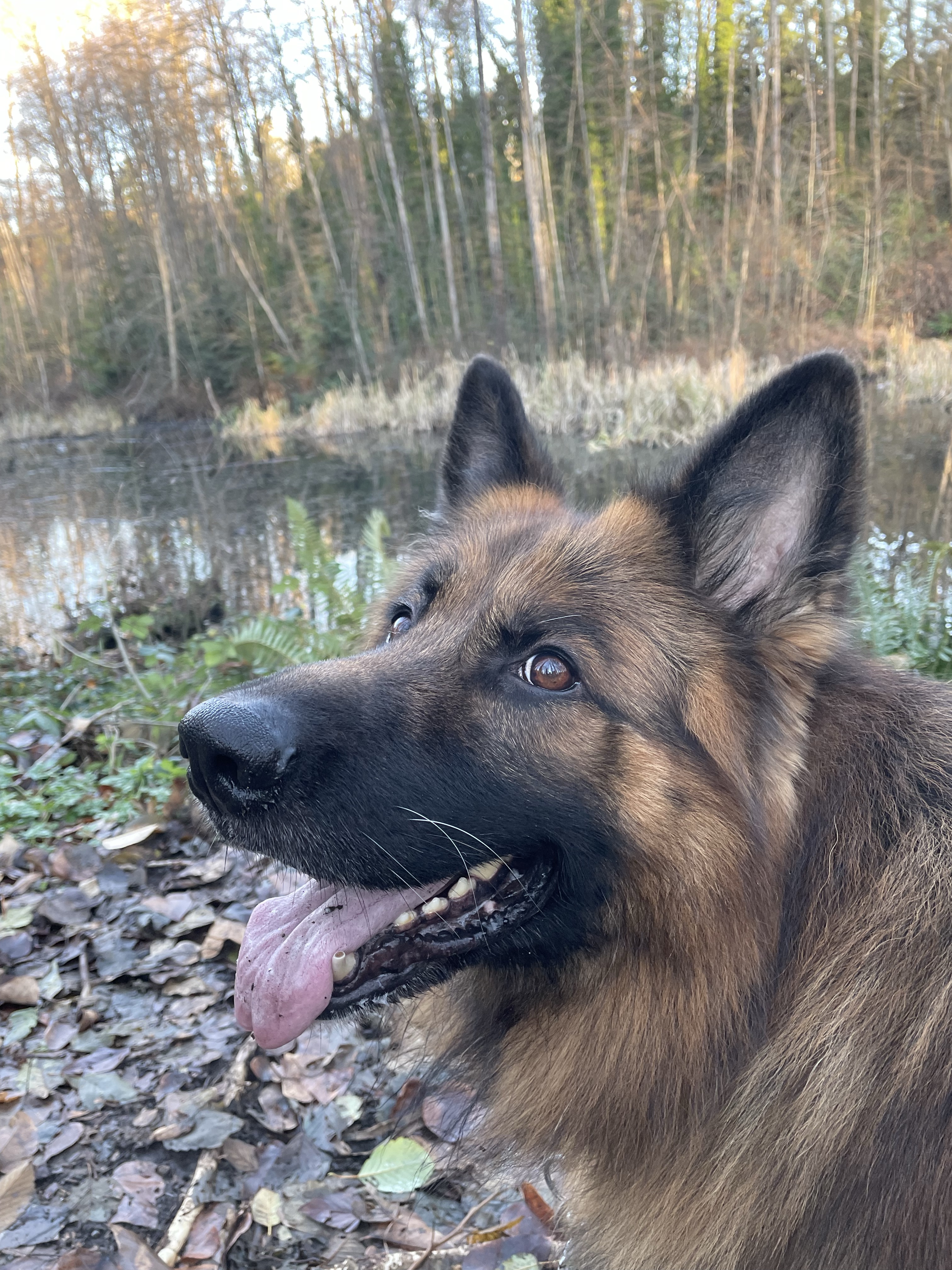 Everett Crowley Park