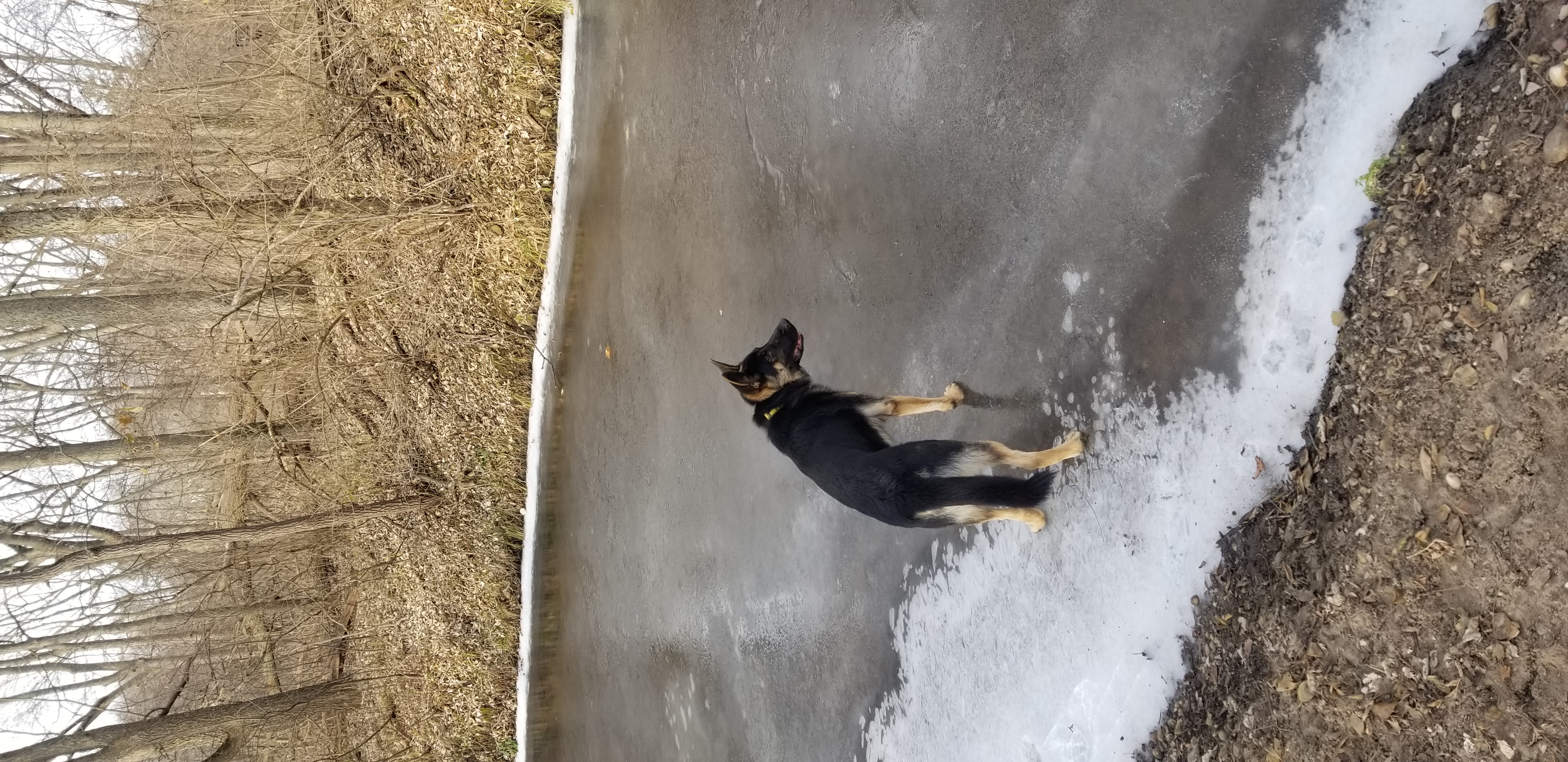 Palmer Park Dog Park