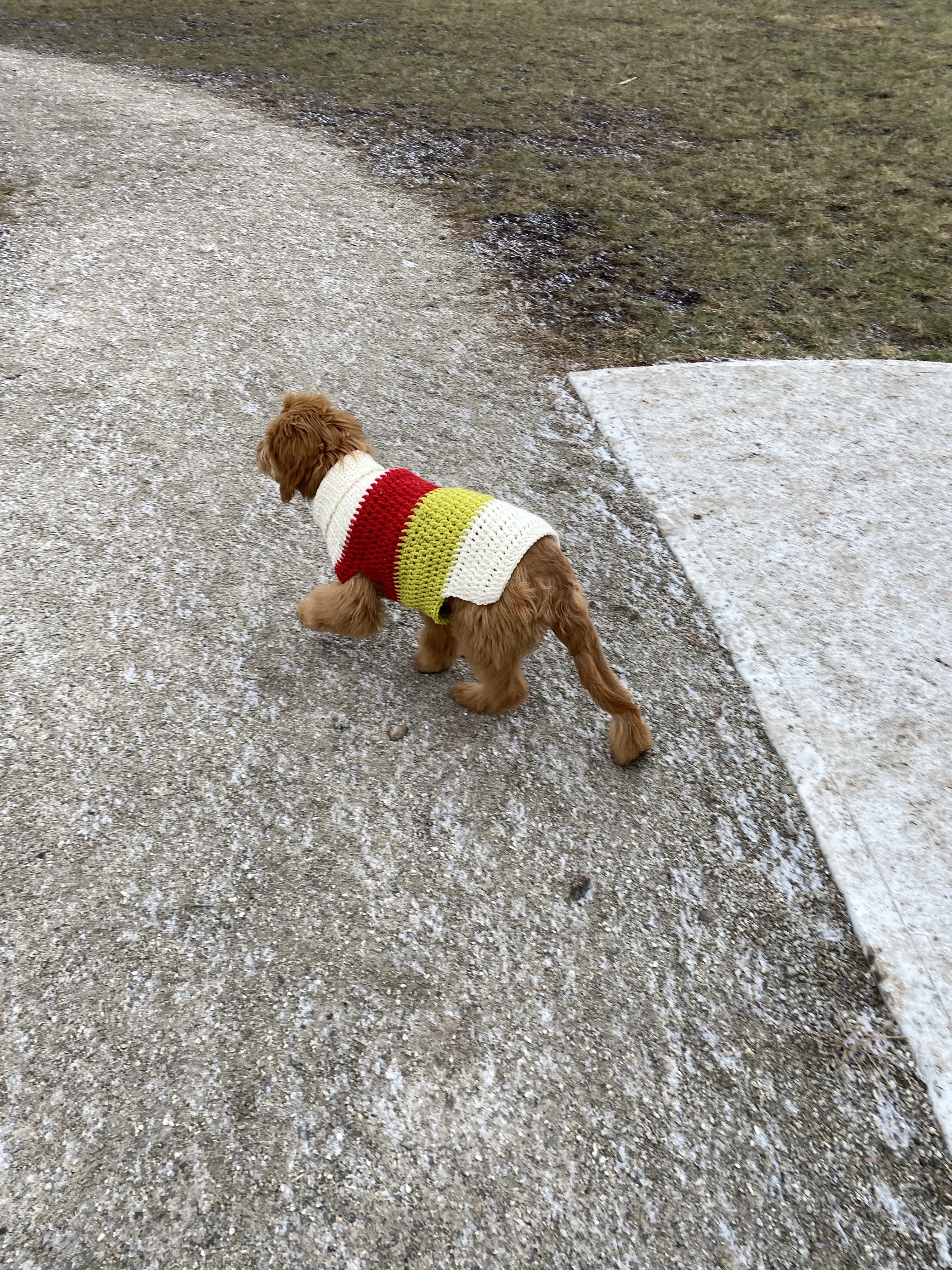 Trafalgar Off Leash Dog Park