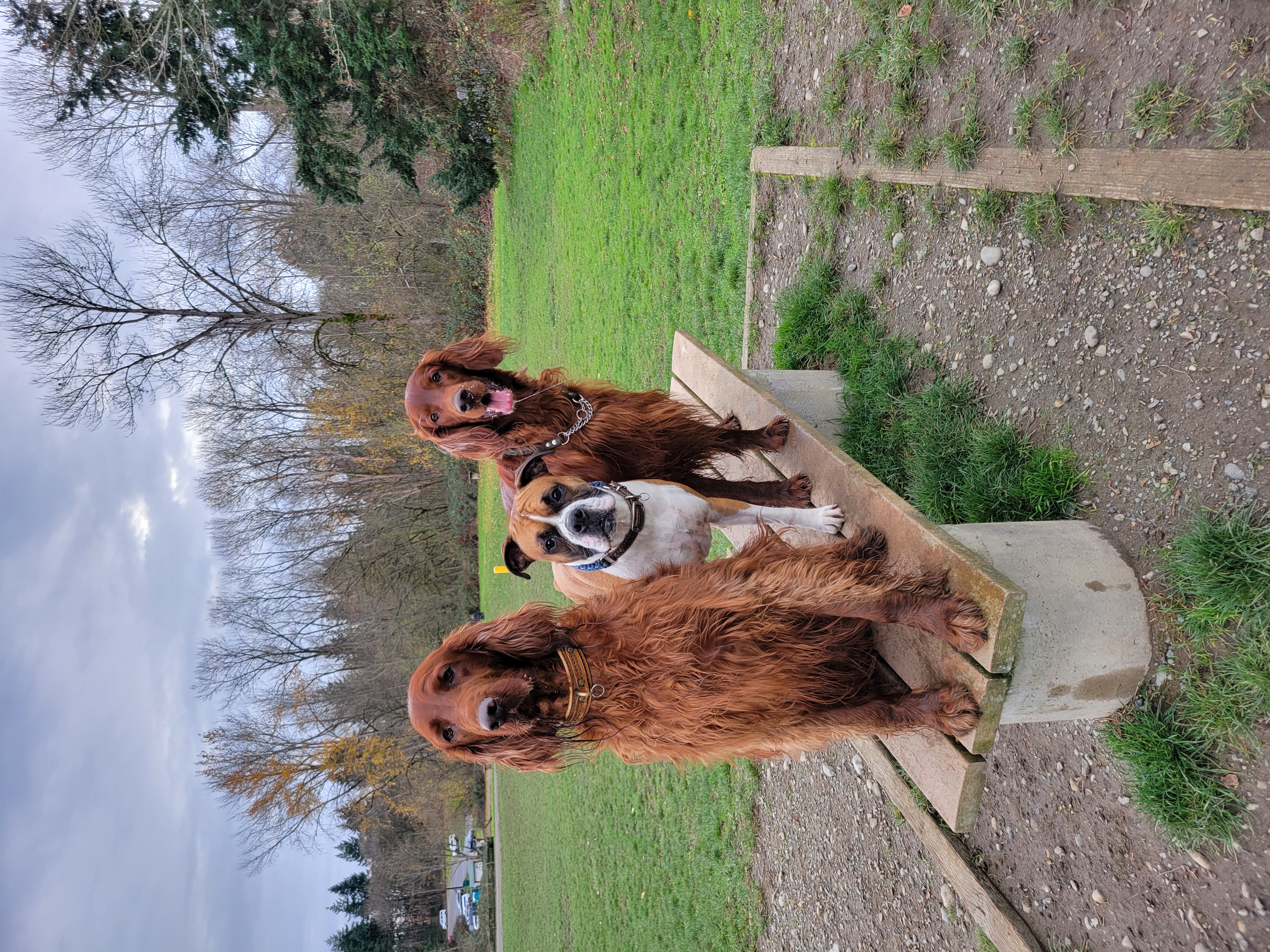 Grandview Off-Leash Dog Park