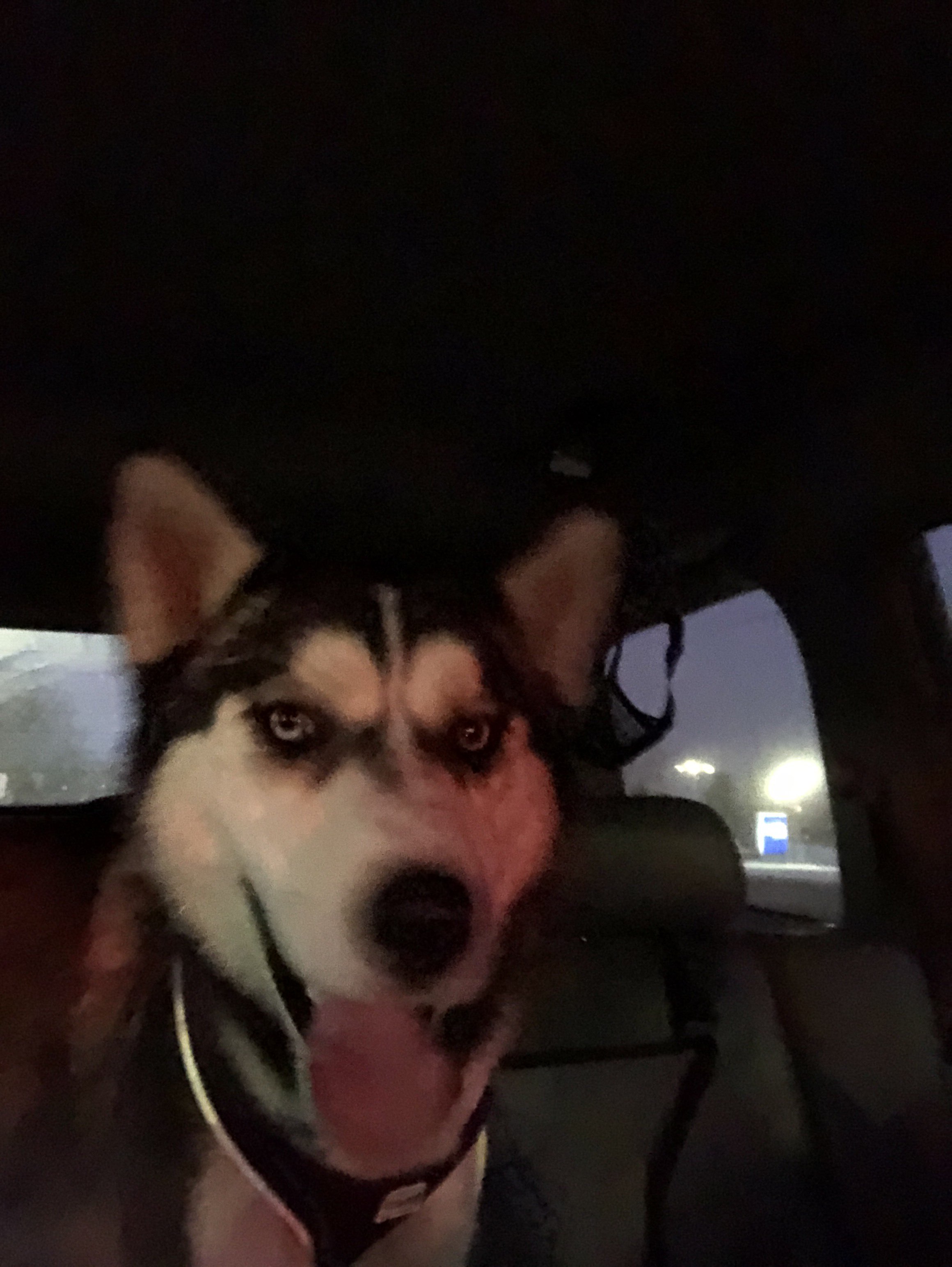 Friends of Whitney Dog Park