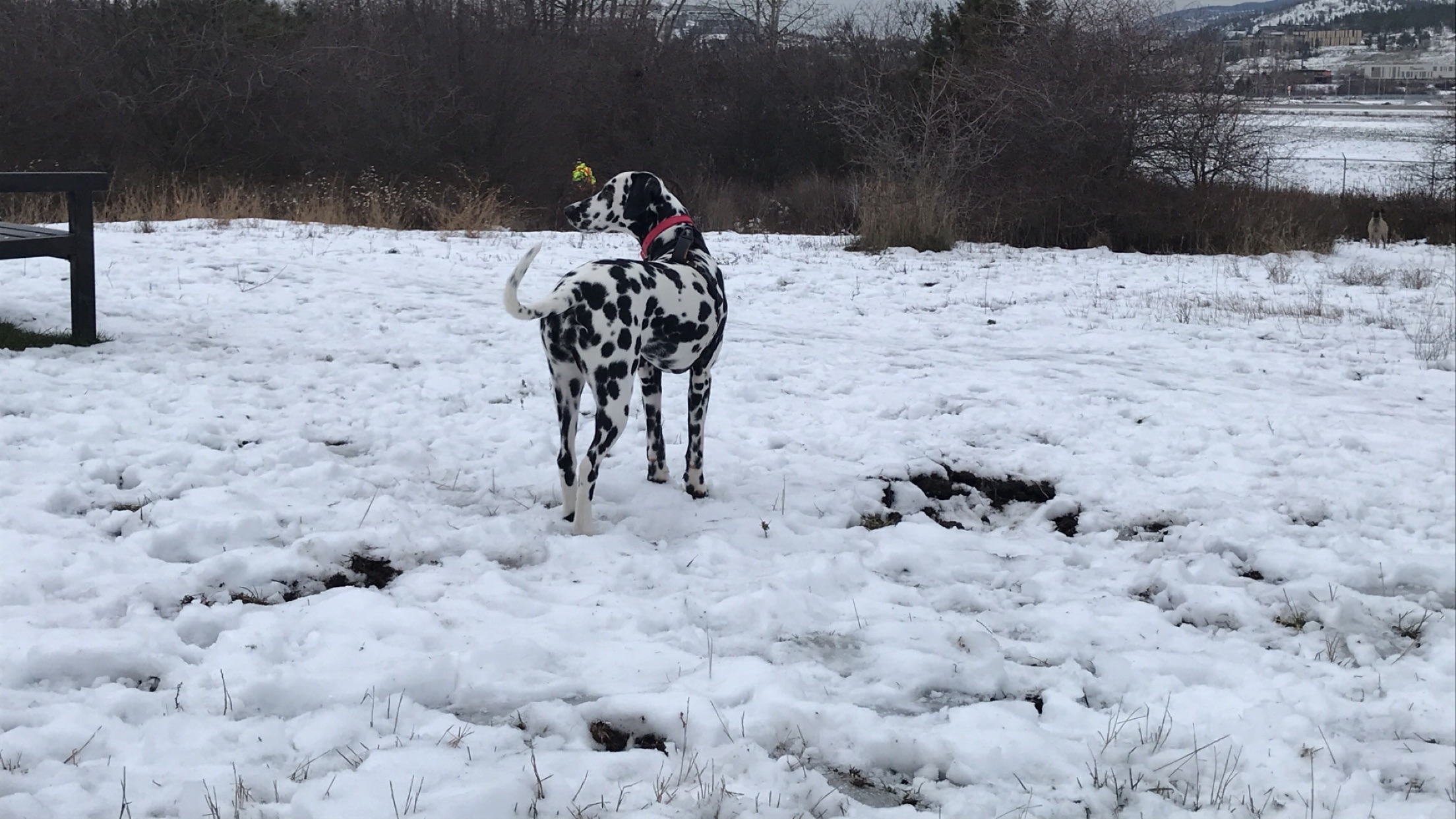 Ellison Off-Leash Dog Park