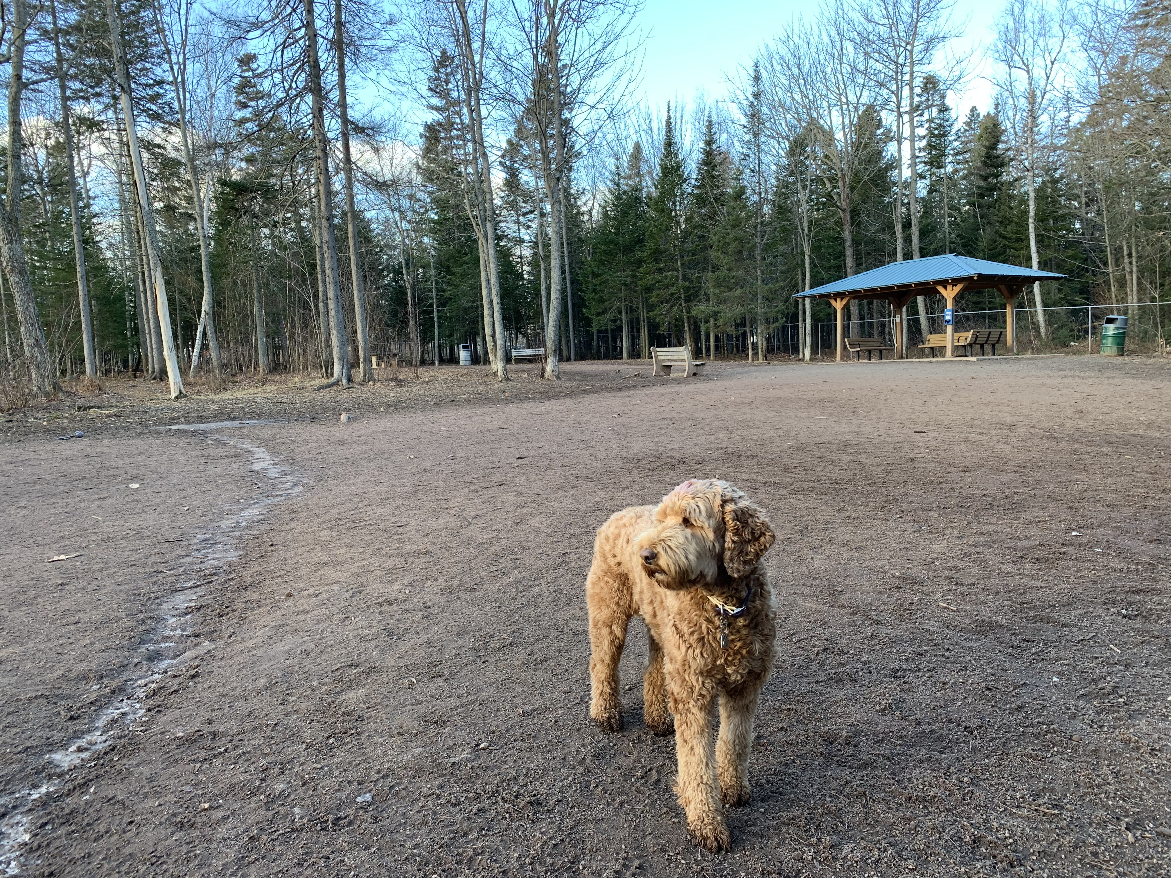 Centennial Park Dog Park NB