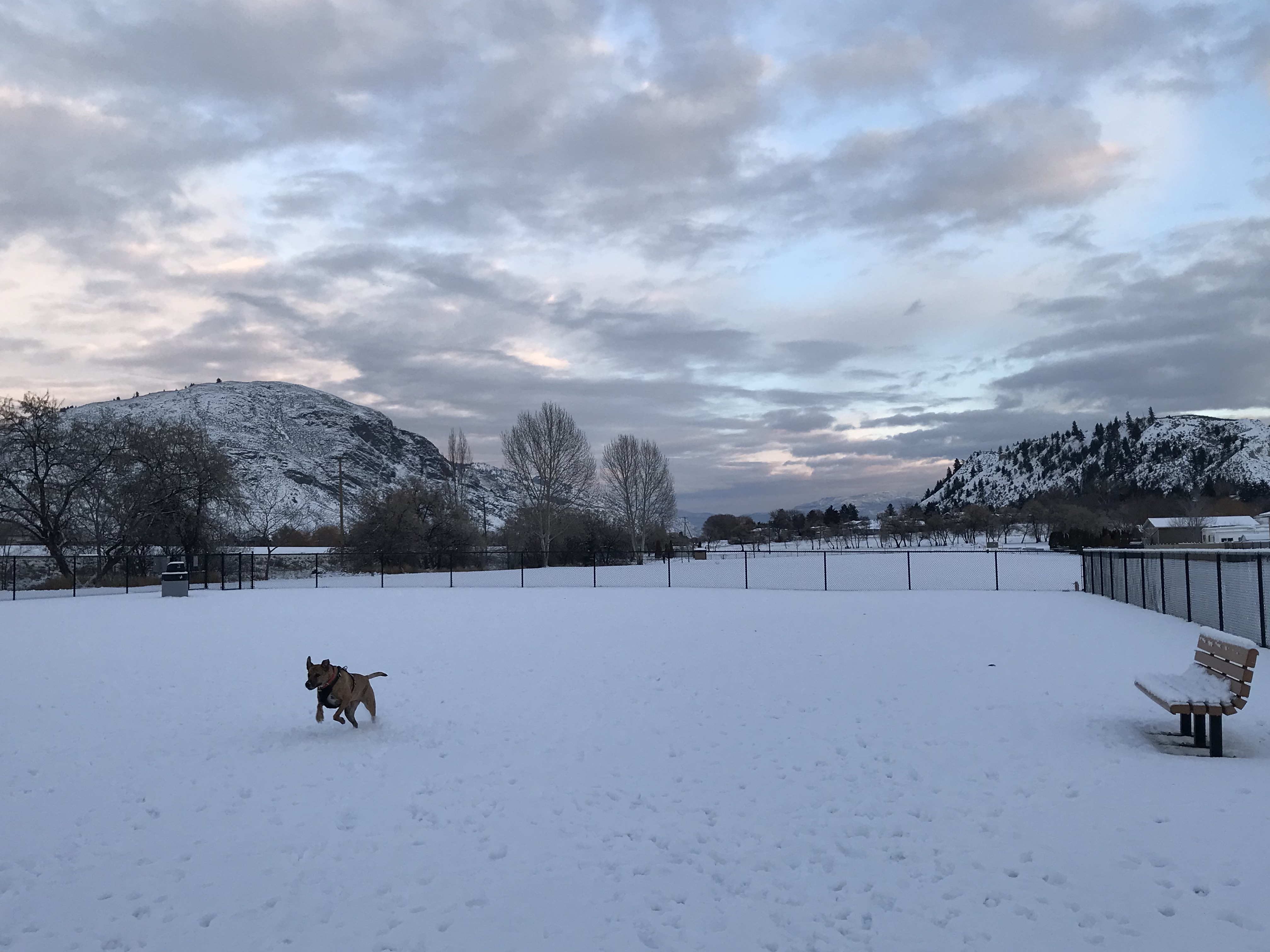 Dallas Park Dog Park