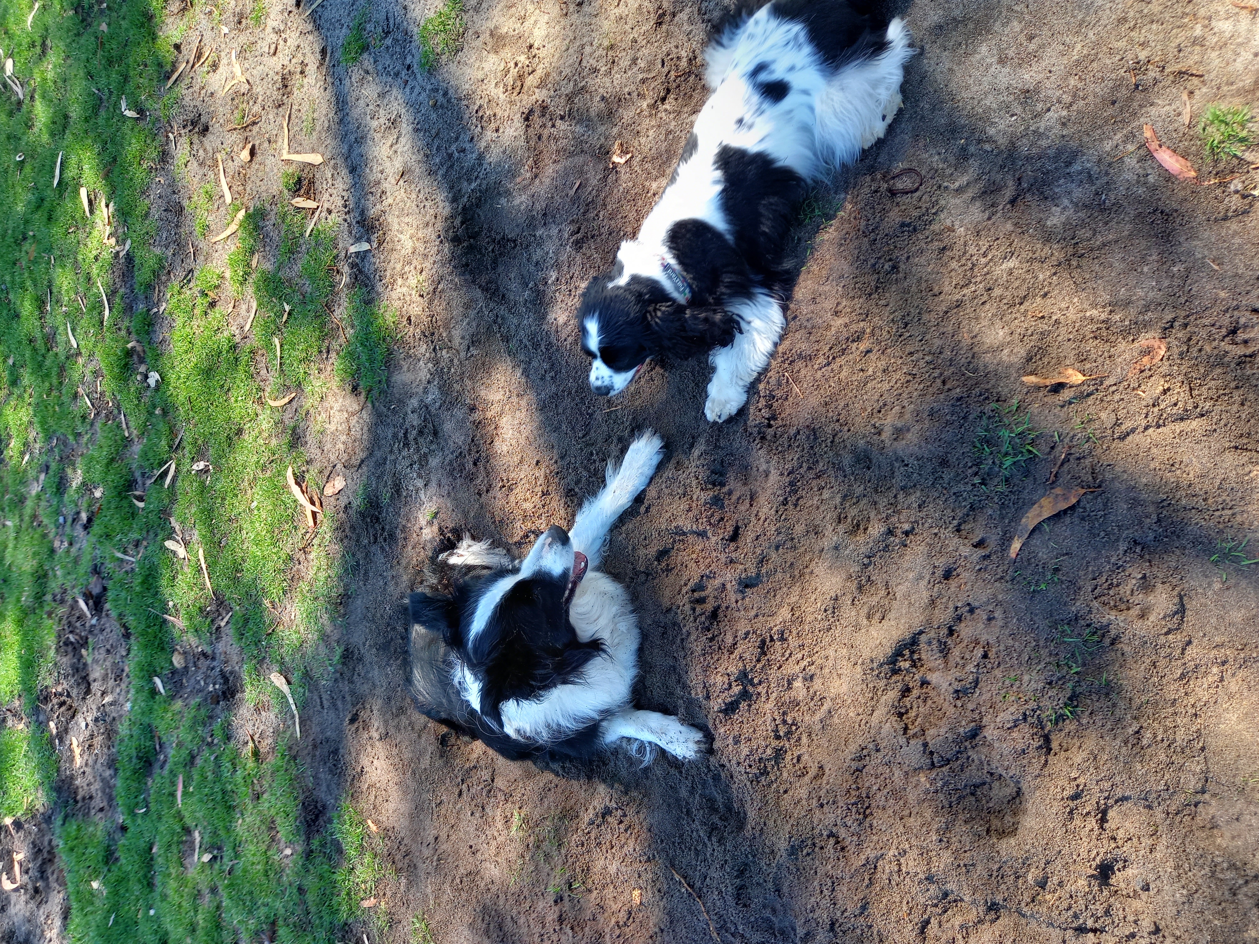 Baldivis Enclosed Dog Park