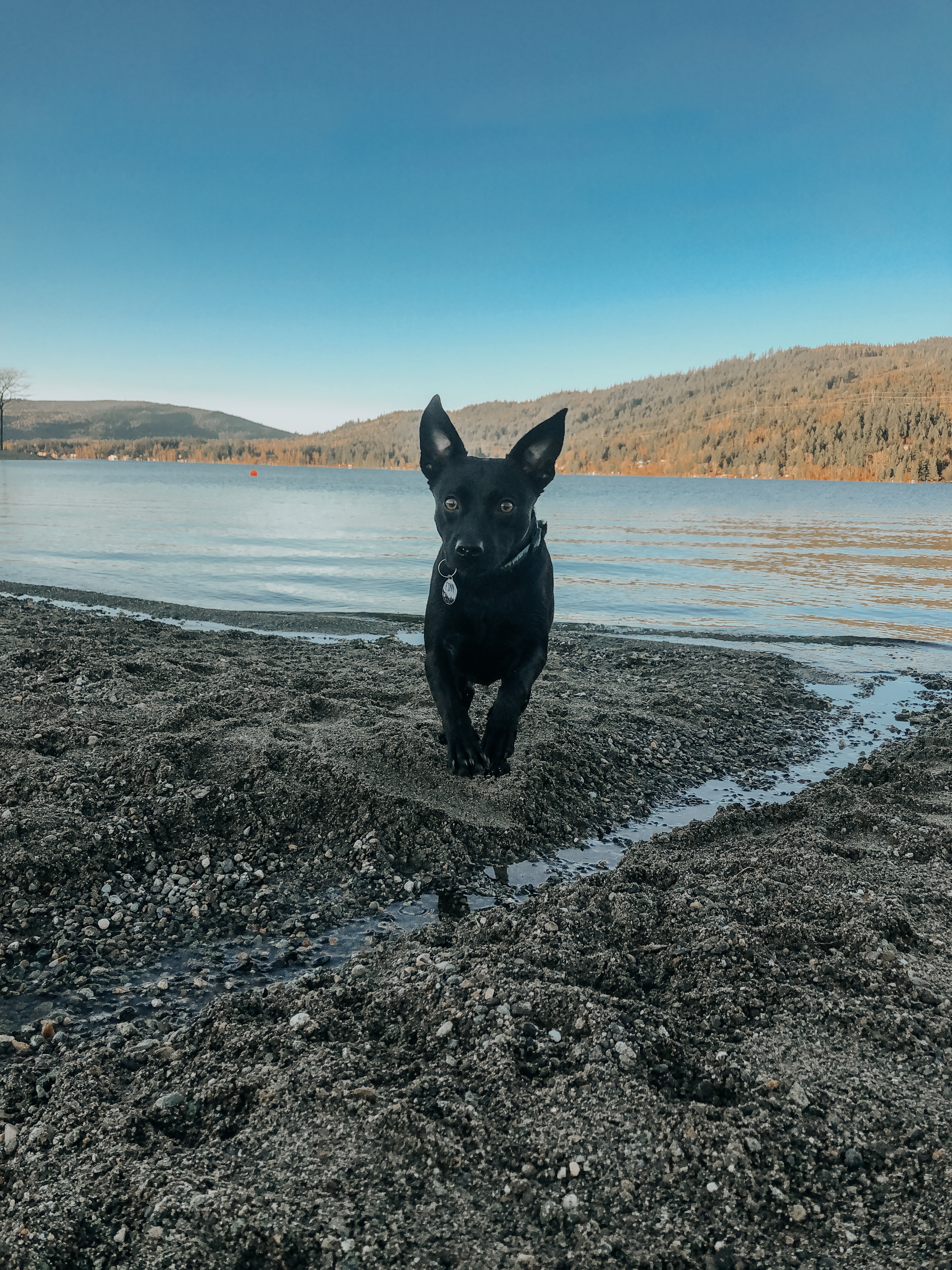 Sudden Valley Dog Park