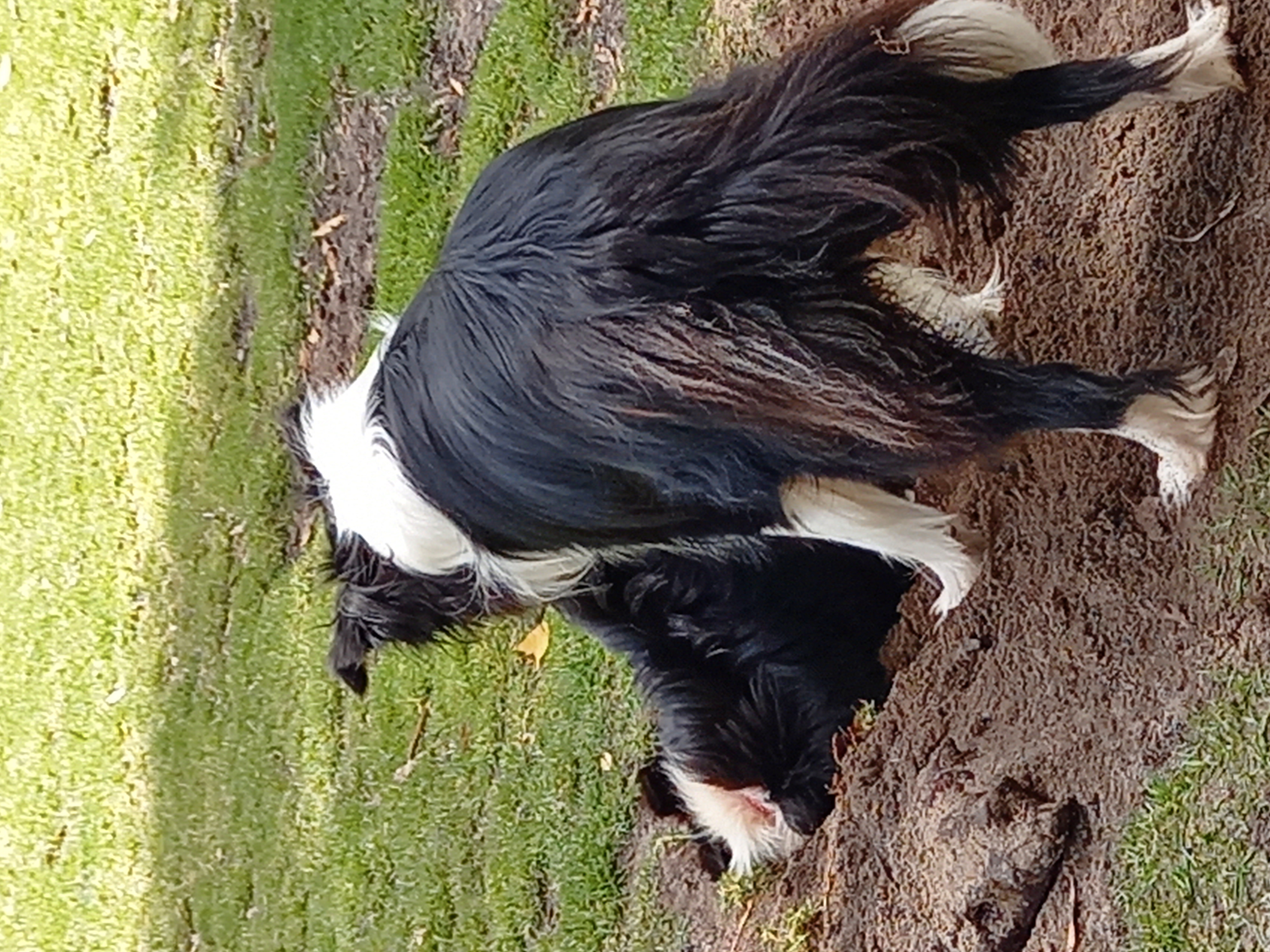 Baldivis Enclosed Dog Park