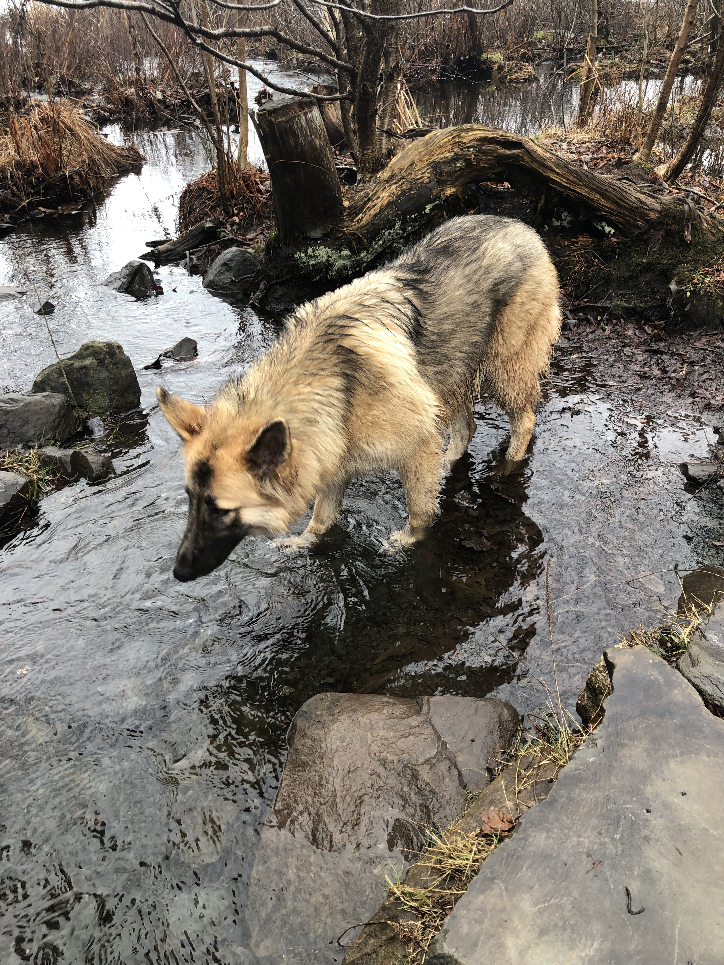 Shubie Off-Leash Dog Park