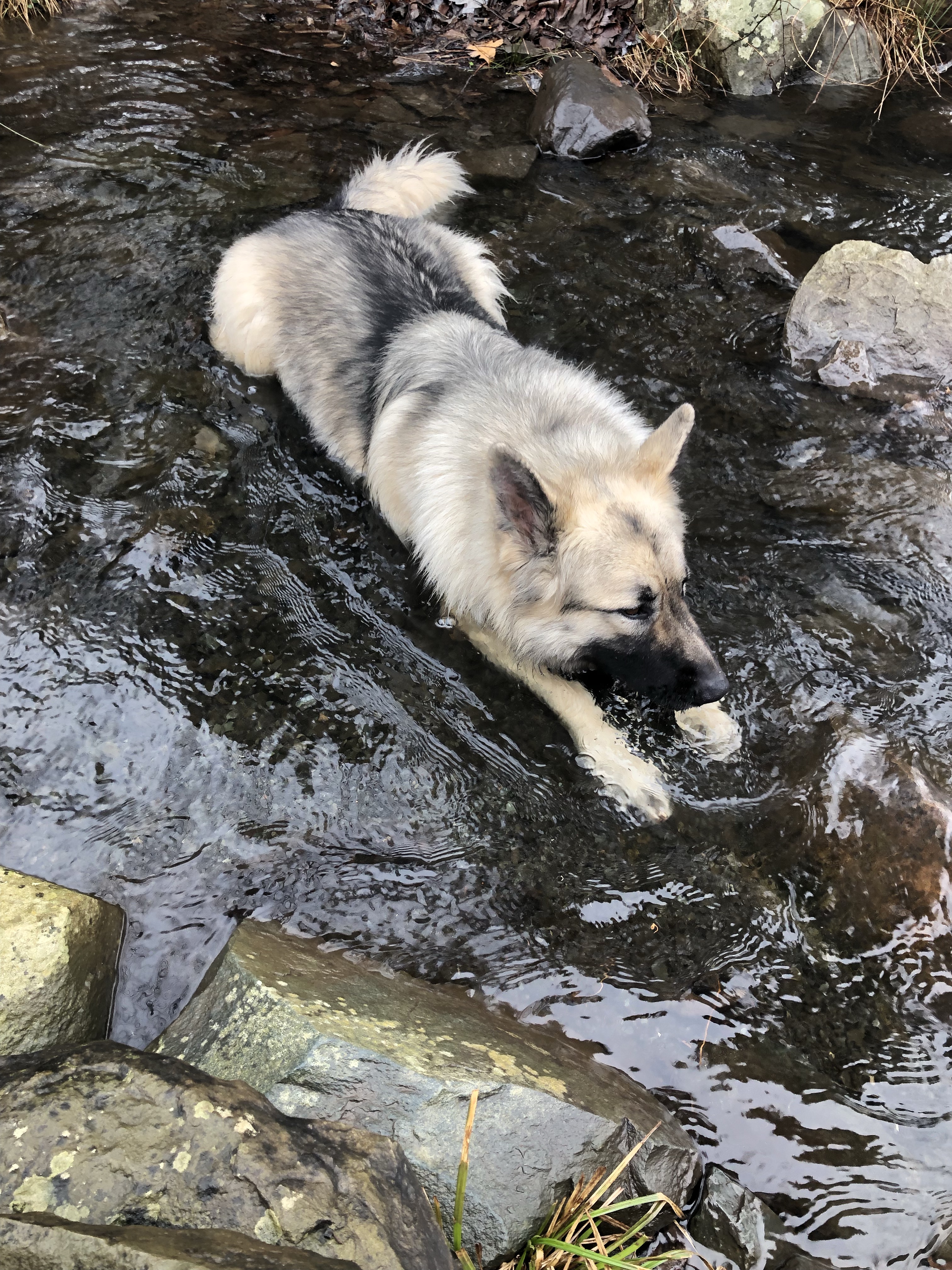 Shubie Off-Leash Dog Park
