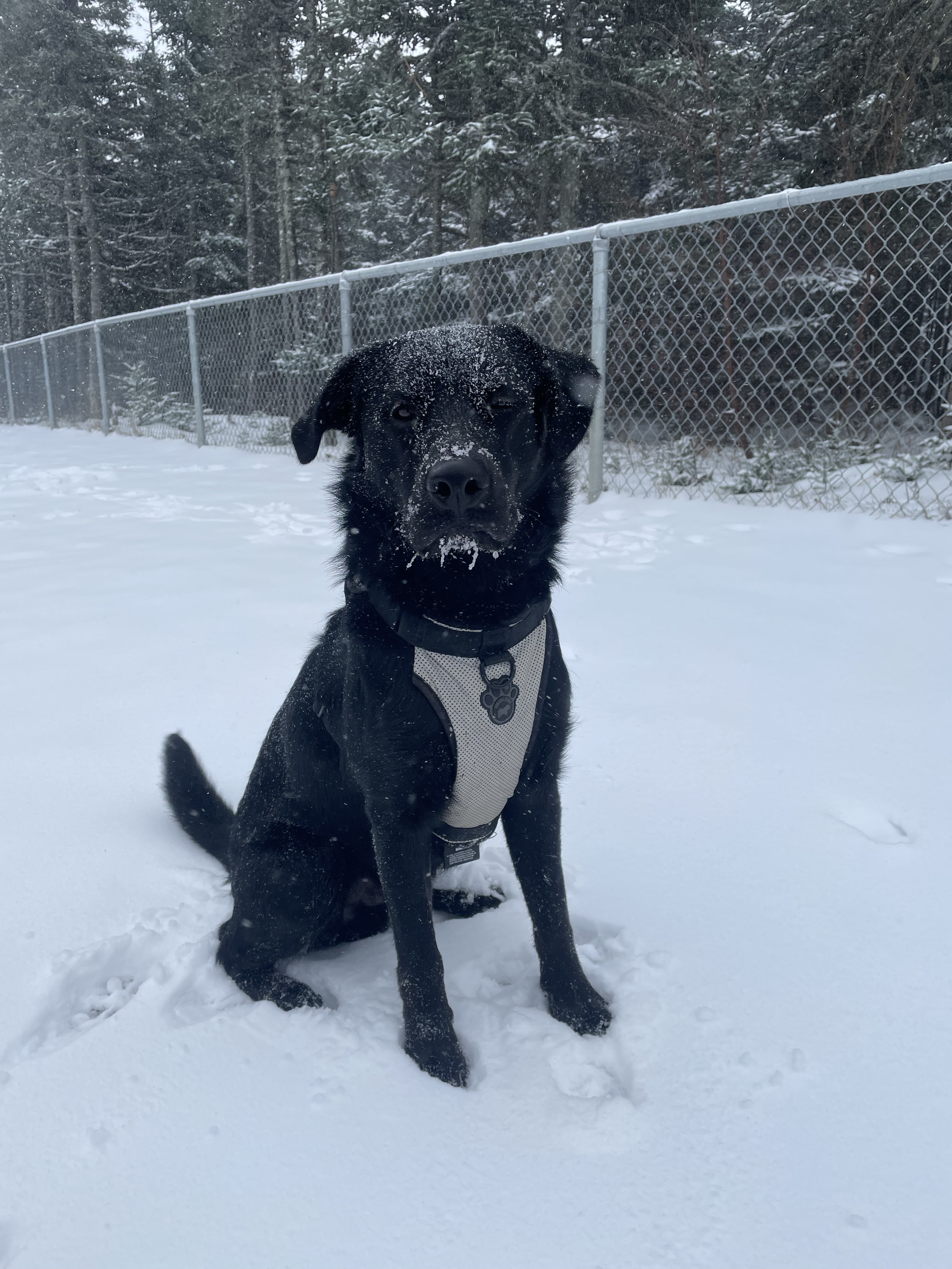Mount Pearl Dog Park