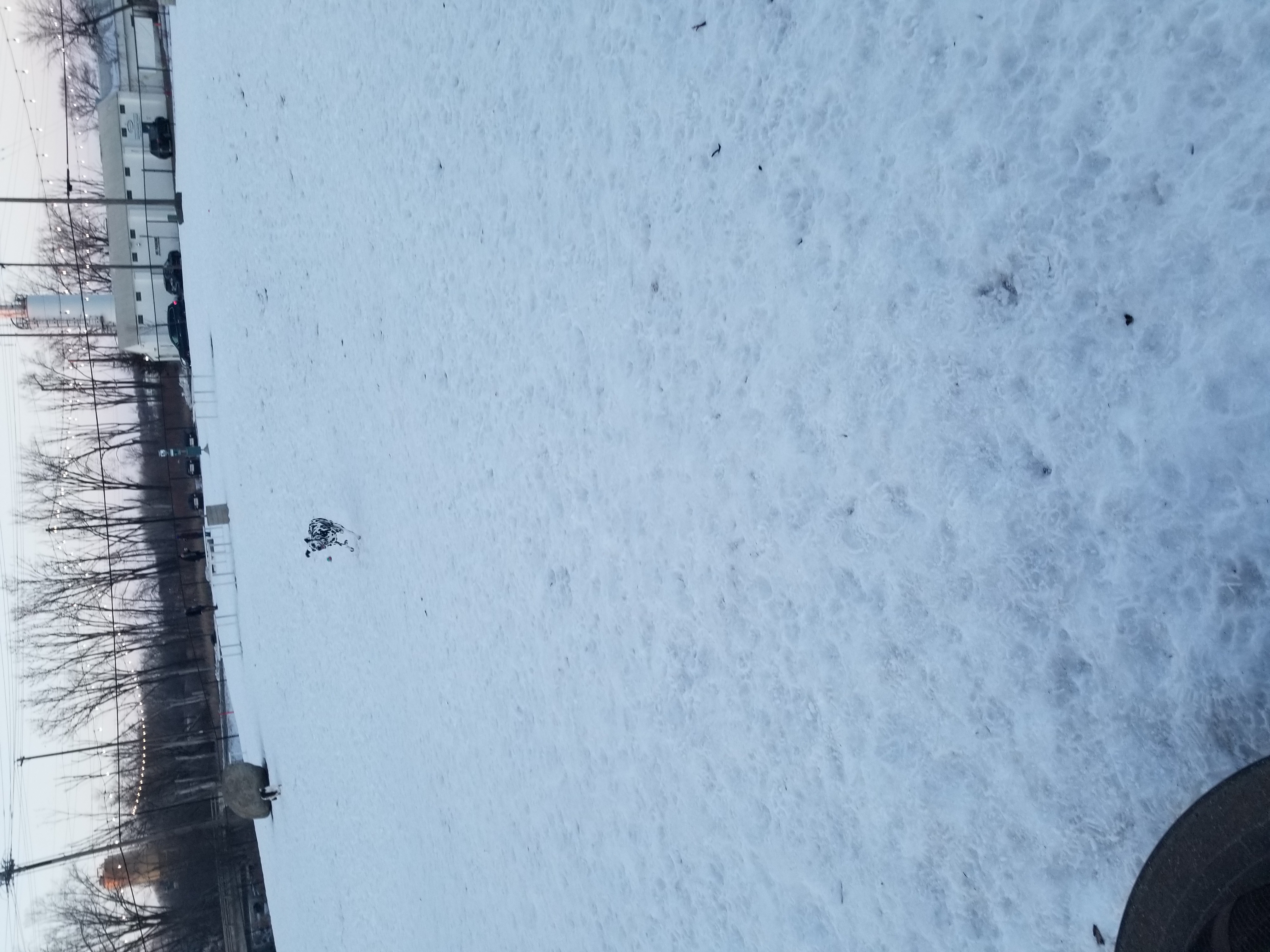 The Boneyard Dog Park & Biergarten