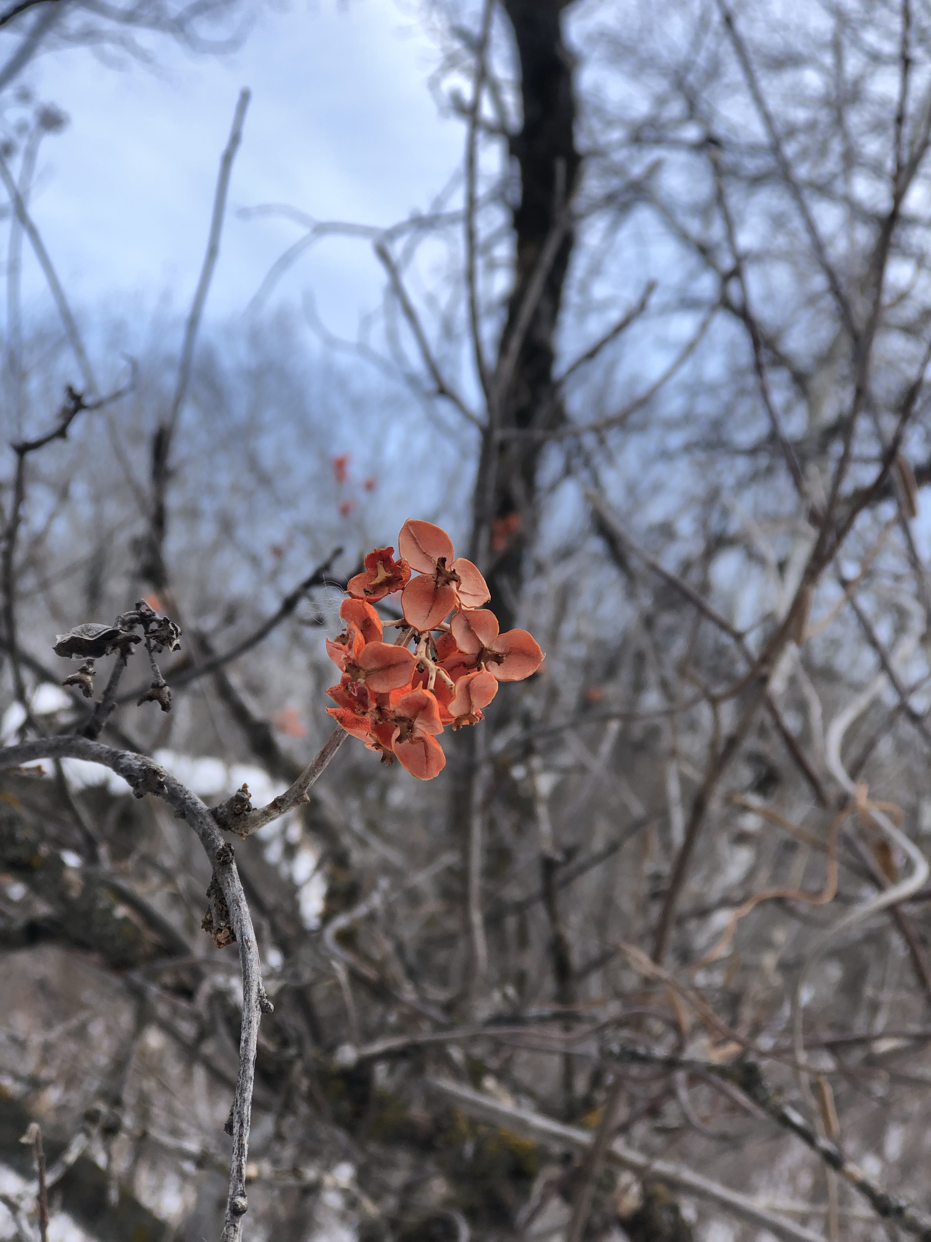 Little Mountain Park