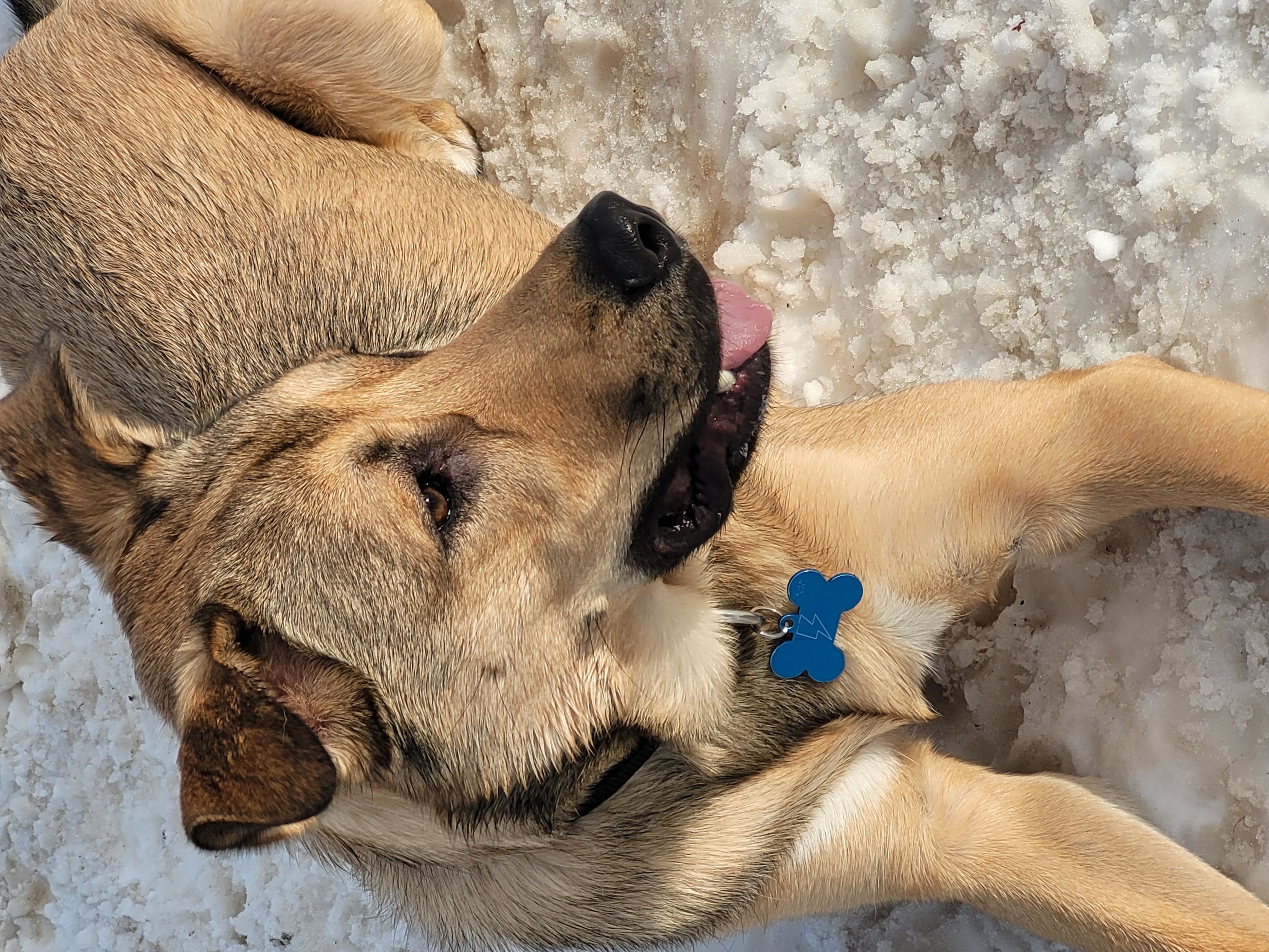 South Point Dog Park