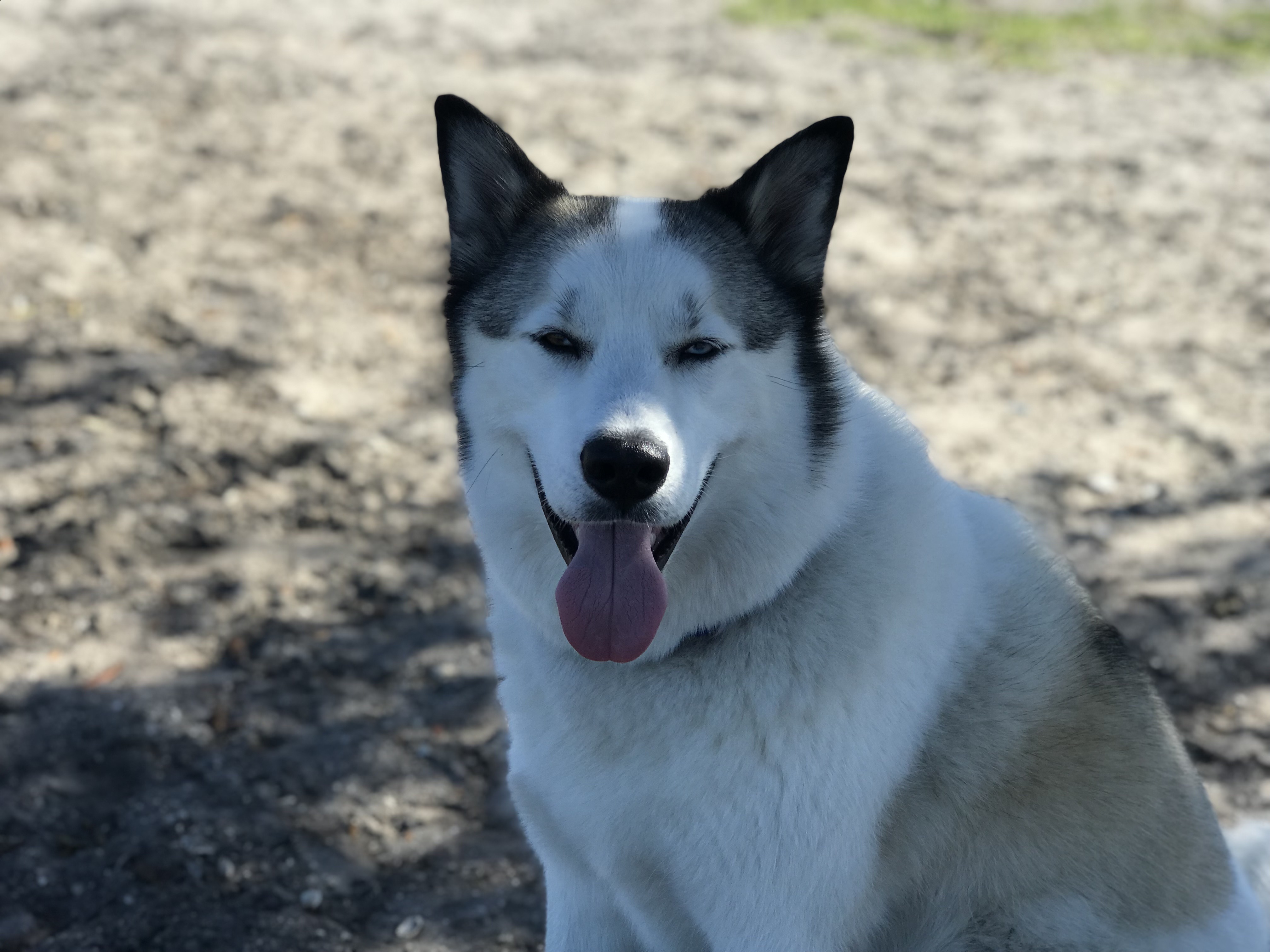 Brevard County Marina Dog Park