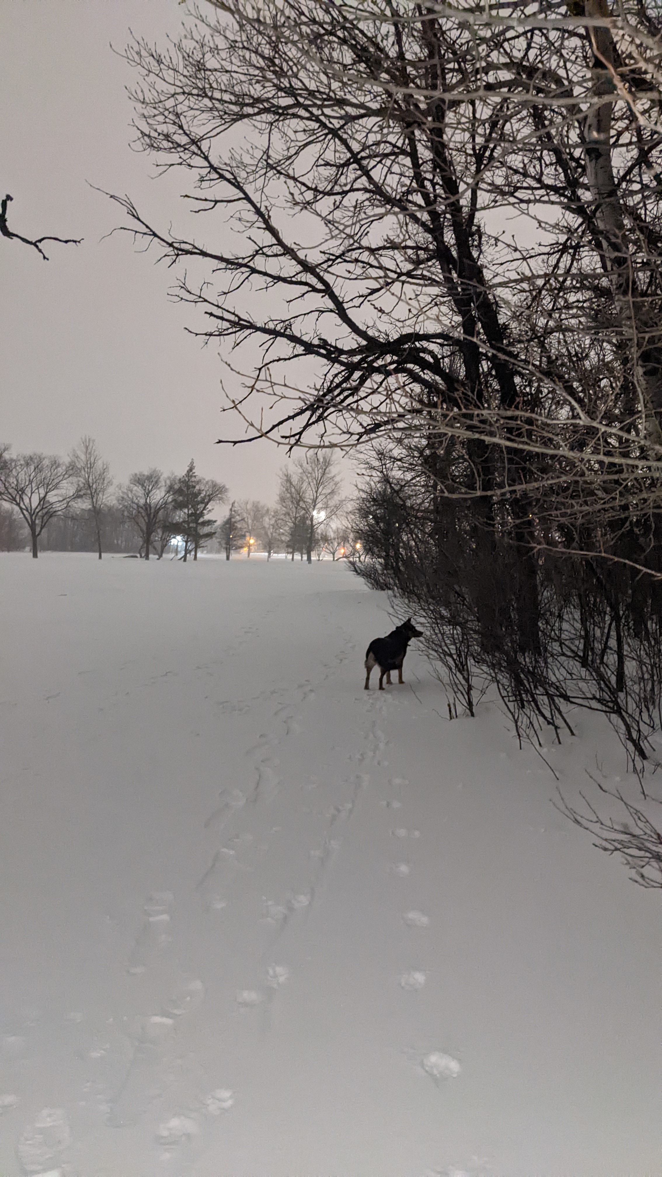 Charleswood Off Leash Dog Park