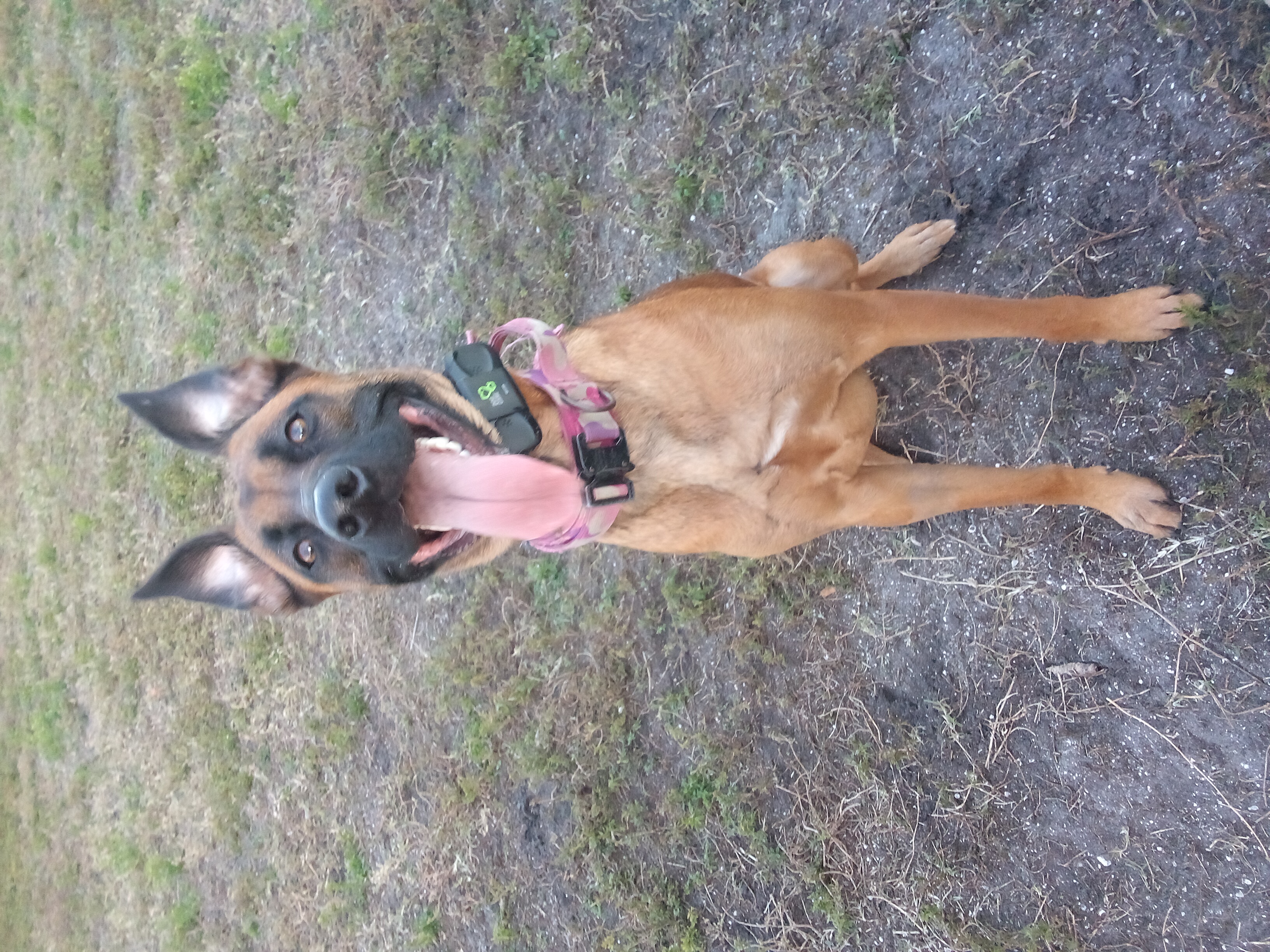 Brevard County Marina Dog Park