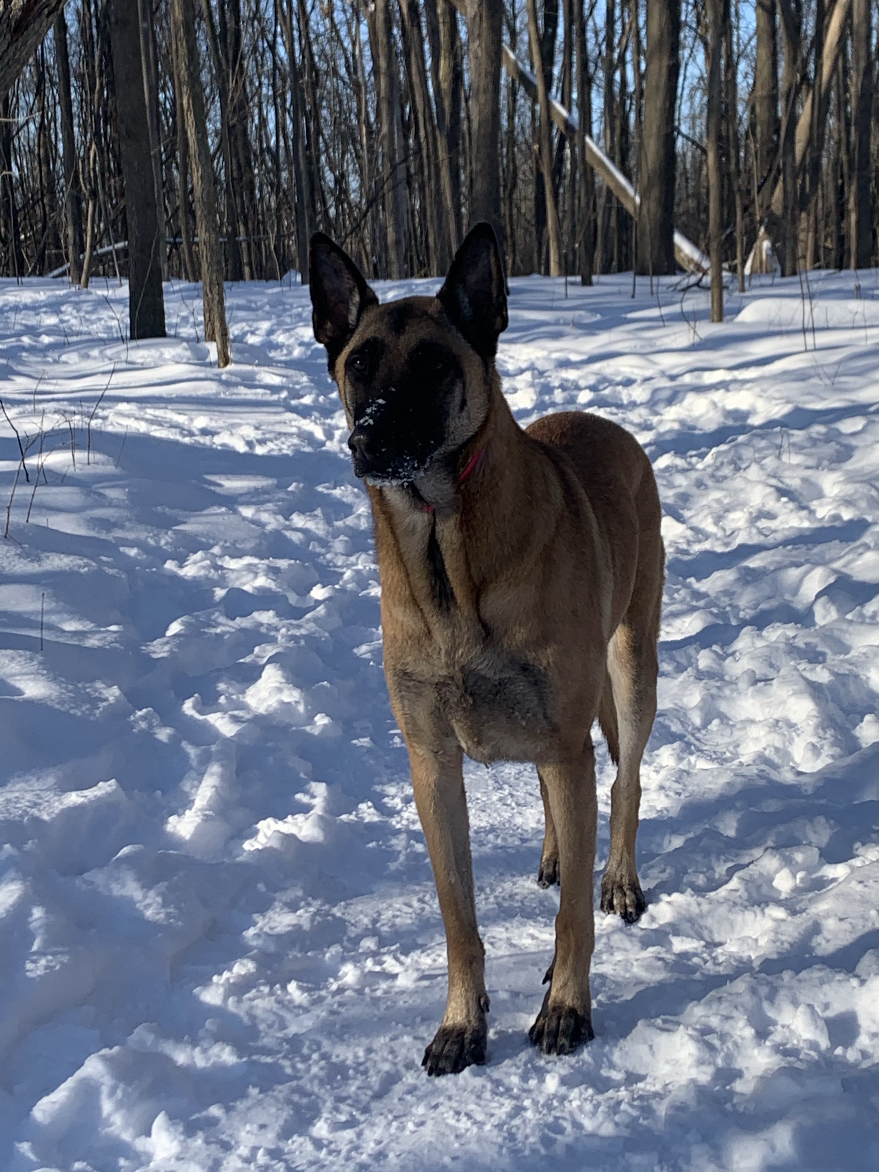 Angel Woods Off Leash Dog Trail